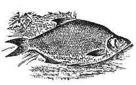 Common Bream