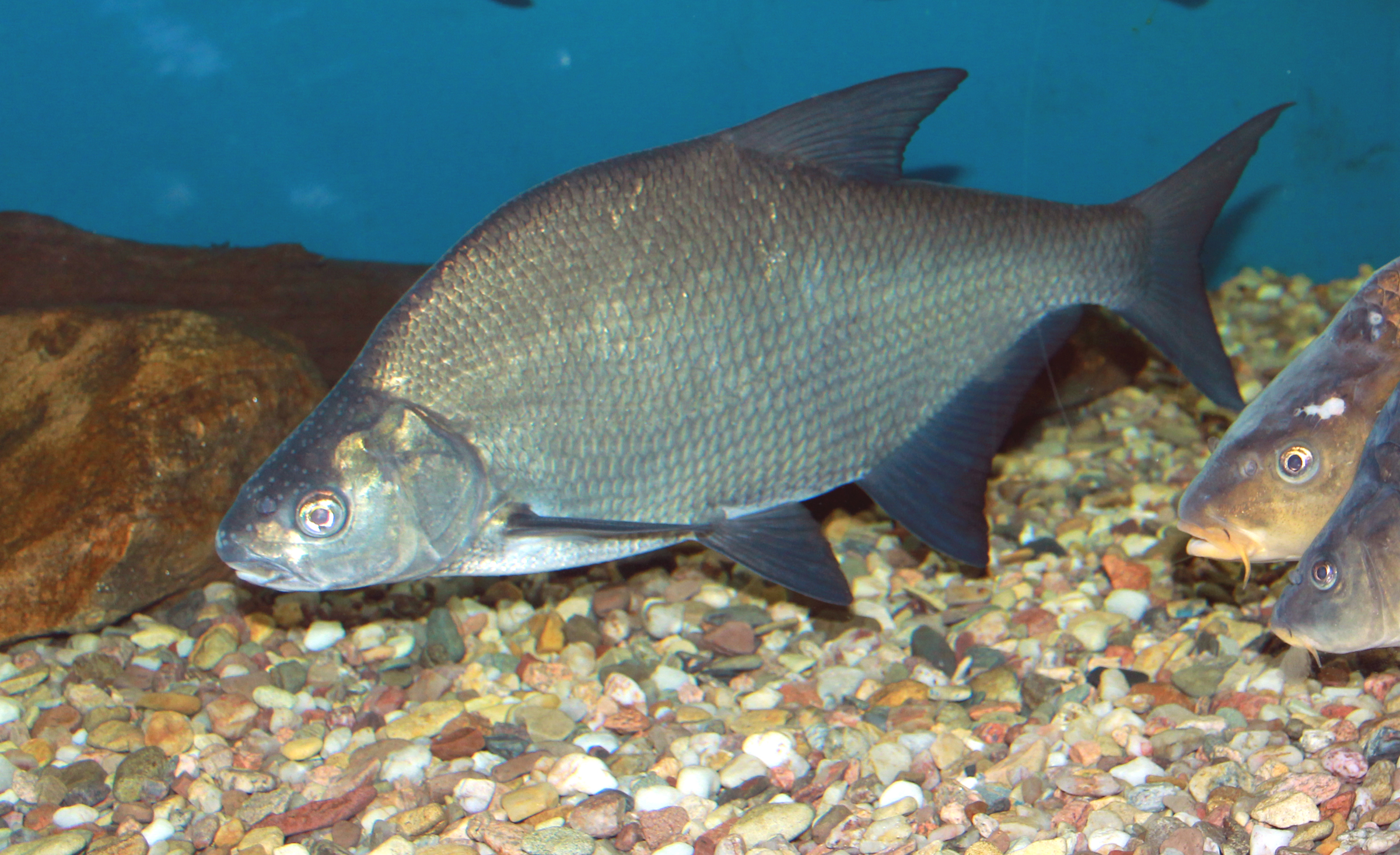 Common Bream