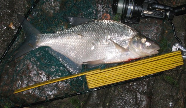 Common Bream