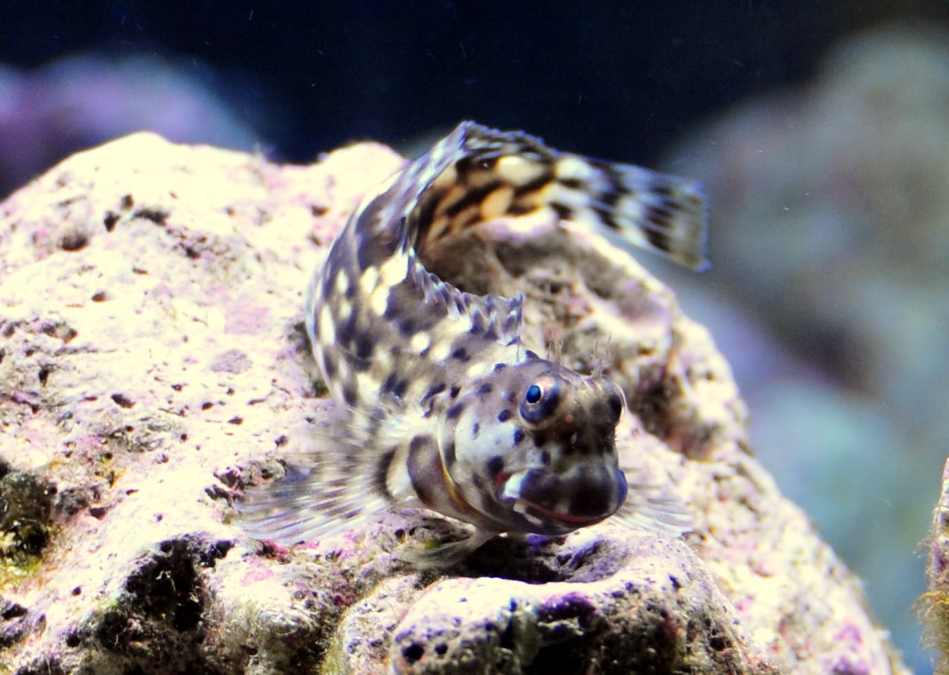 Blenny (Lawnmower)