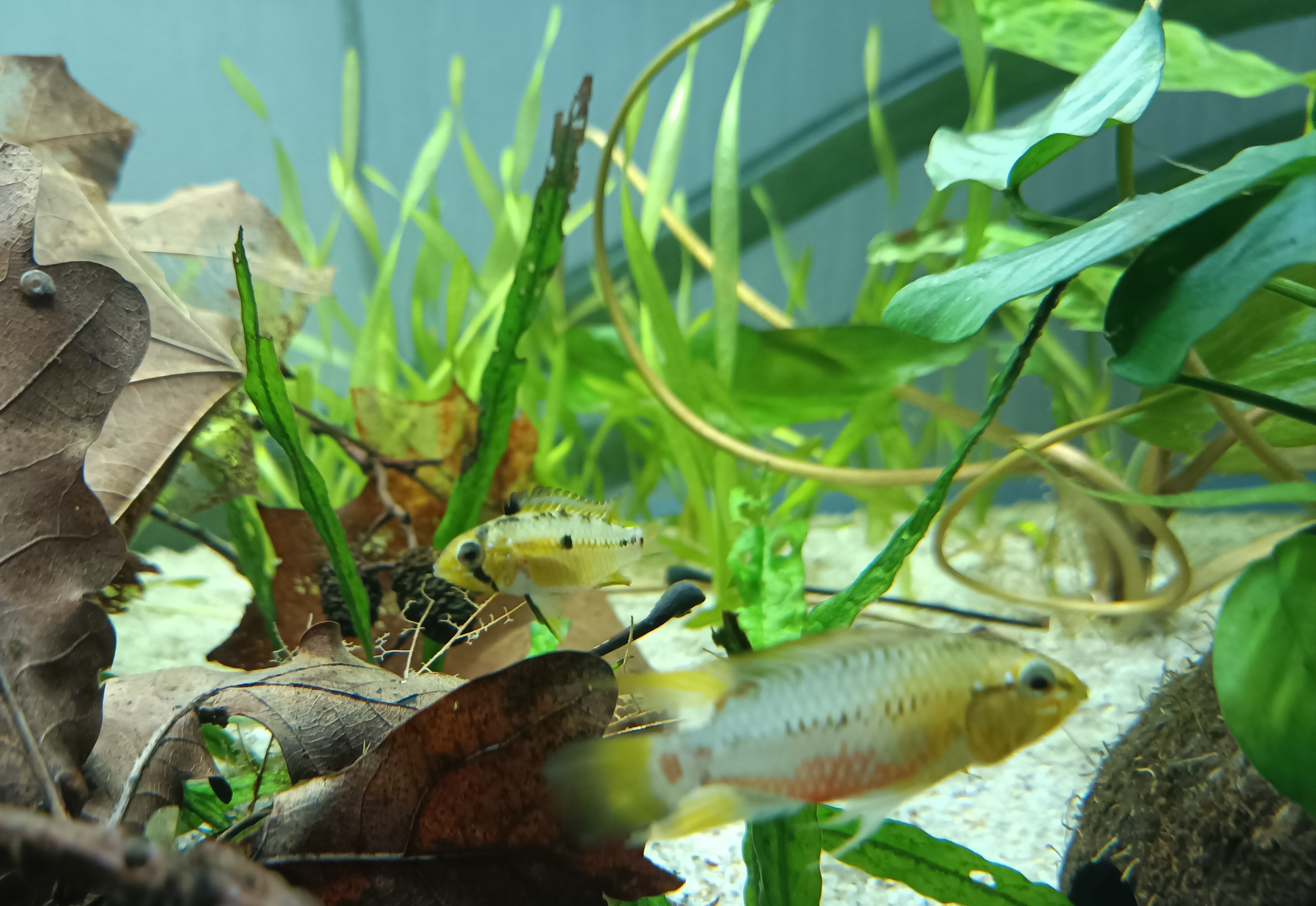 Hongslo's Dwarf Cichlid