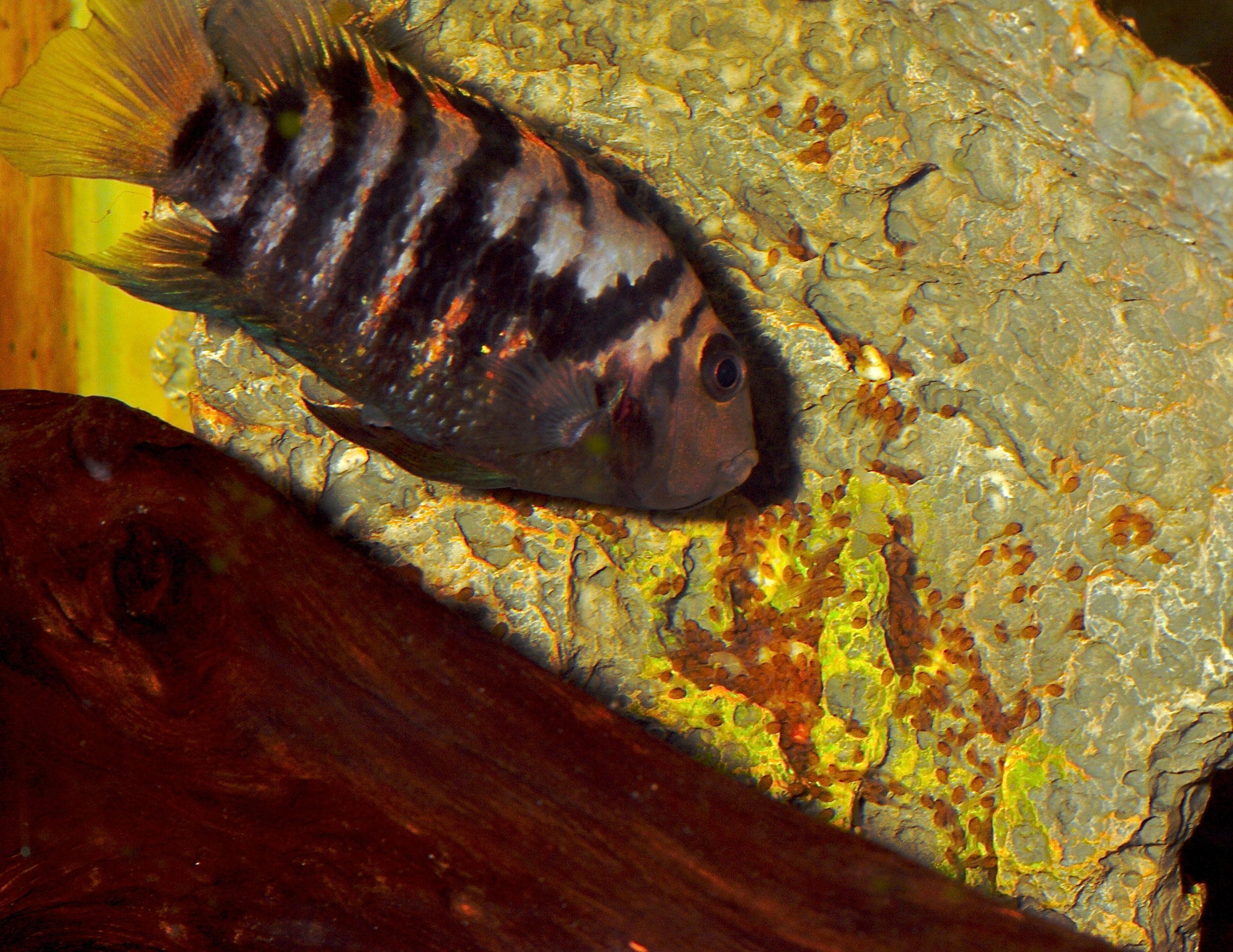 Convict Cichlid