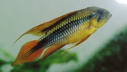 Agassiz's Dwarf Cichlid