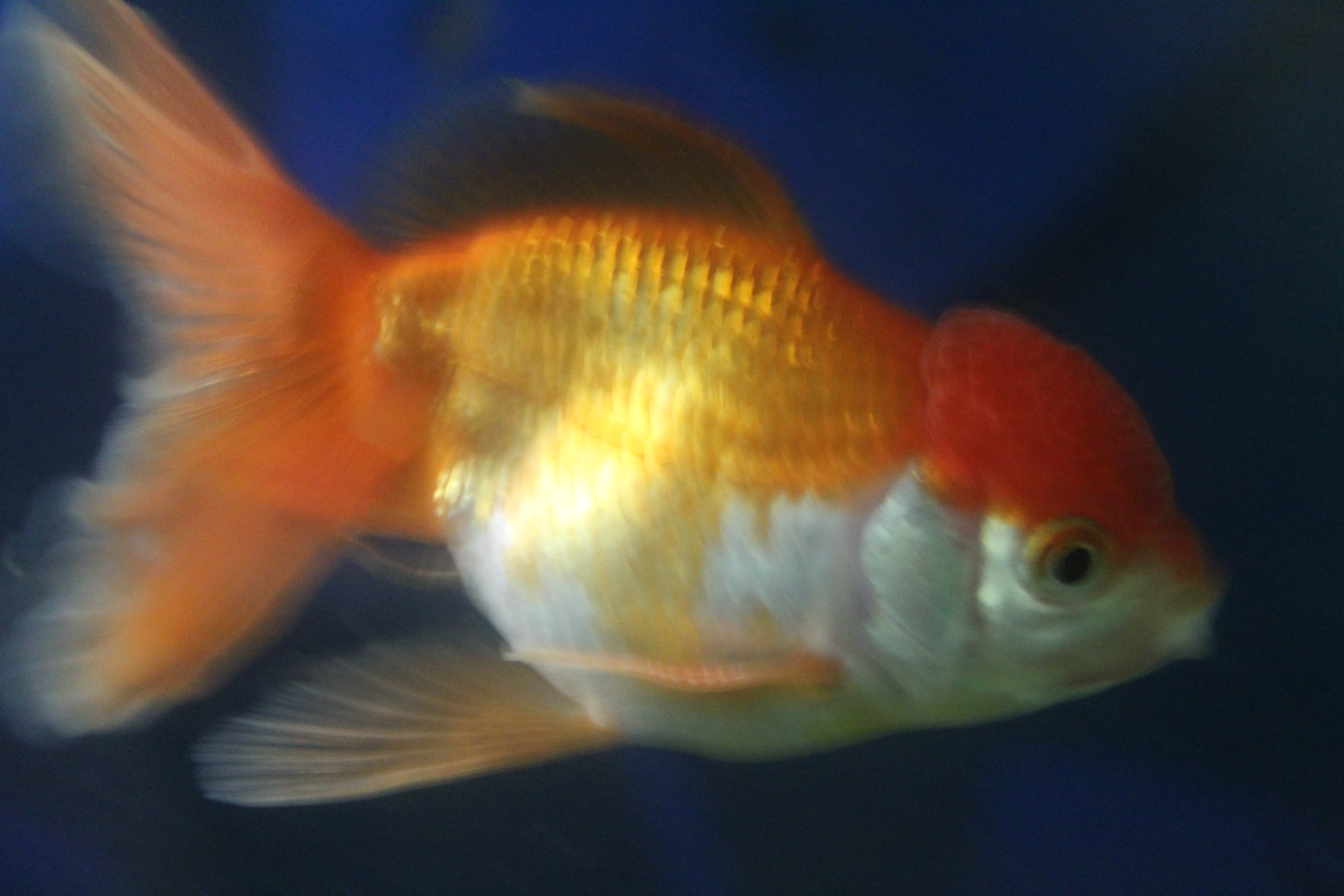 Oranda Goldfish