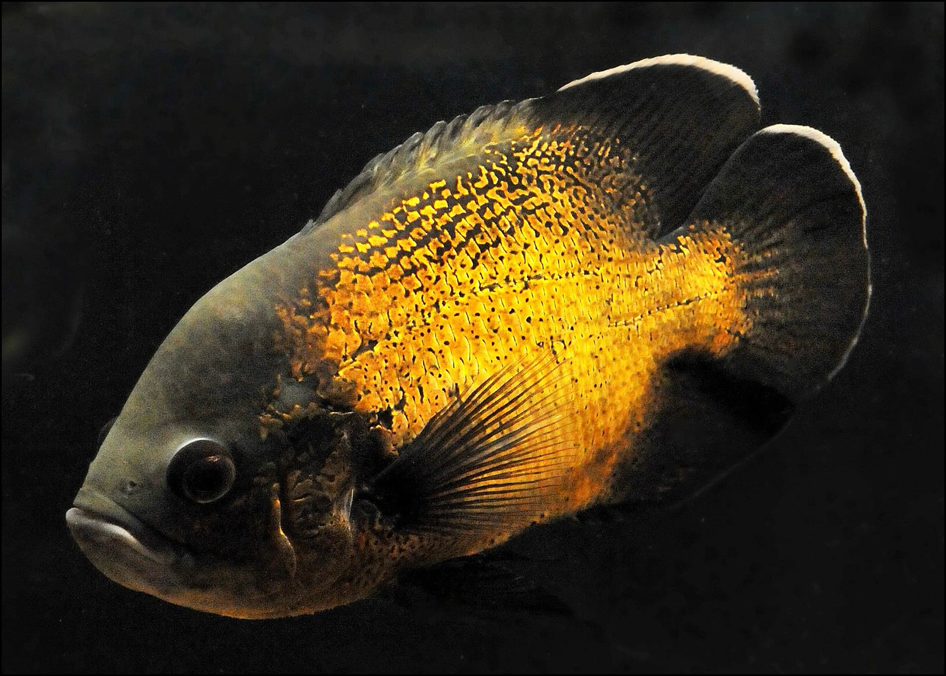 Oscar Cichlid