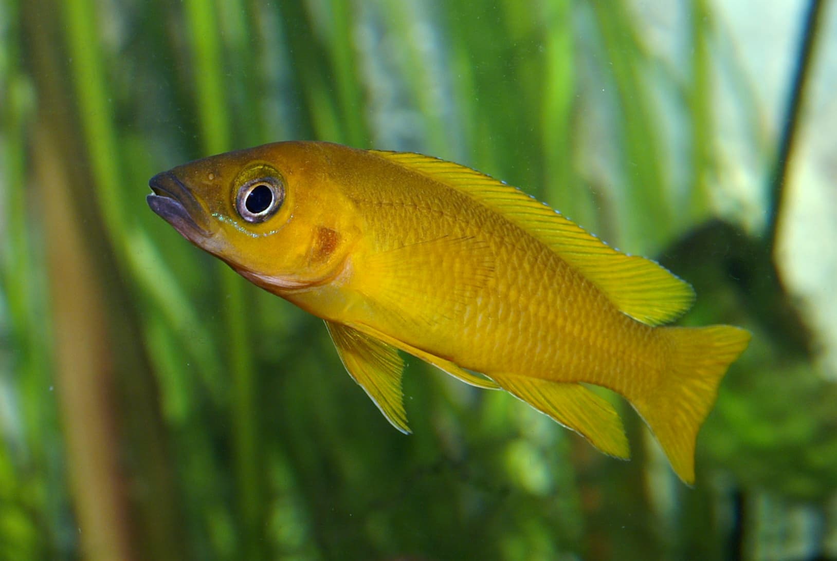 Longior Cichlid