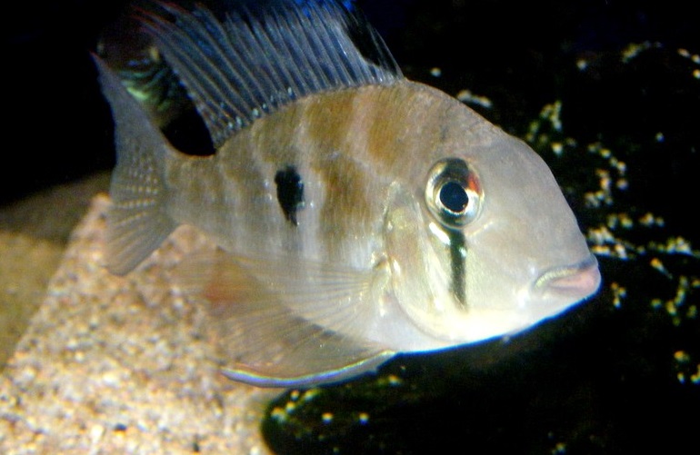 Heckel's Threadfin Acara
