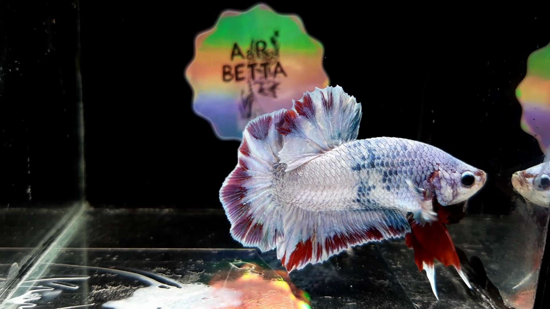 Betta Fish