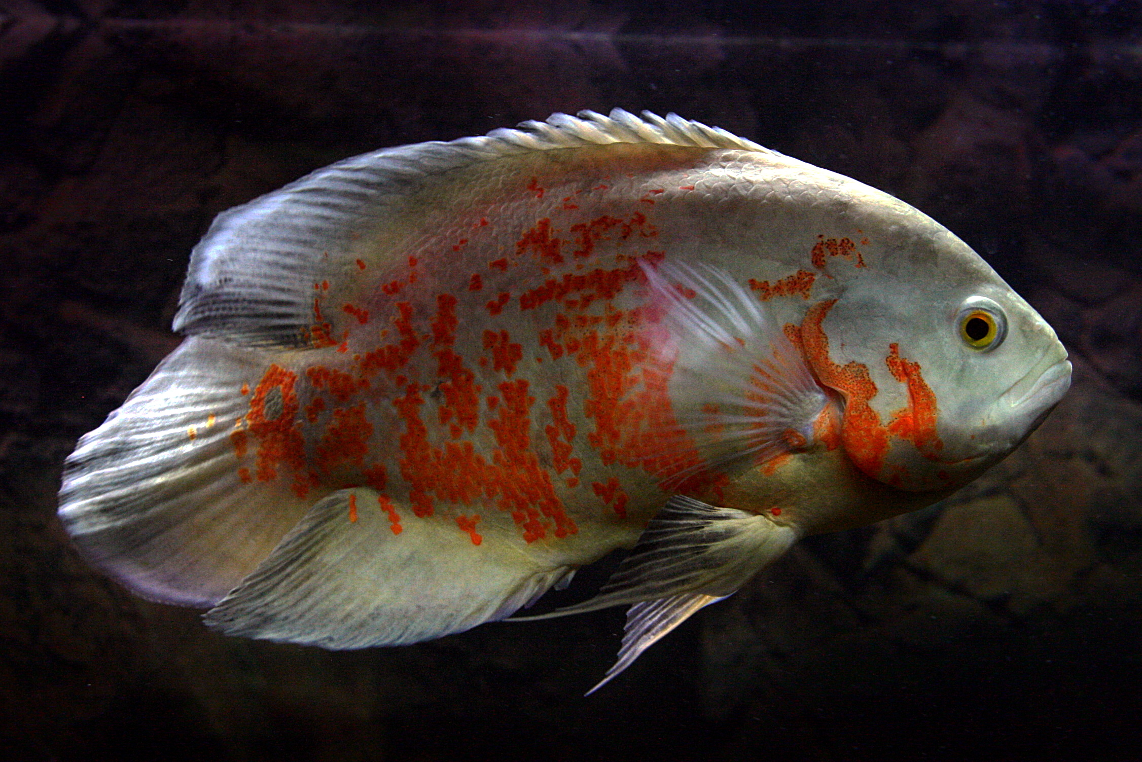 Oscar Cichlid