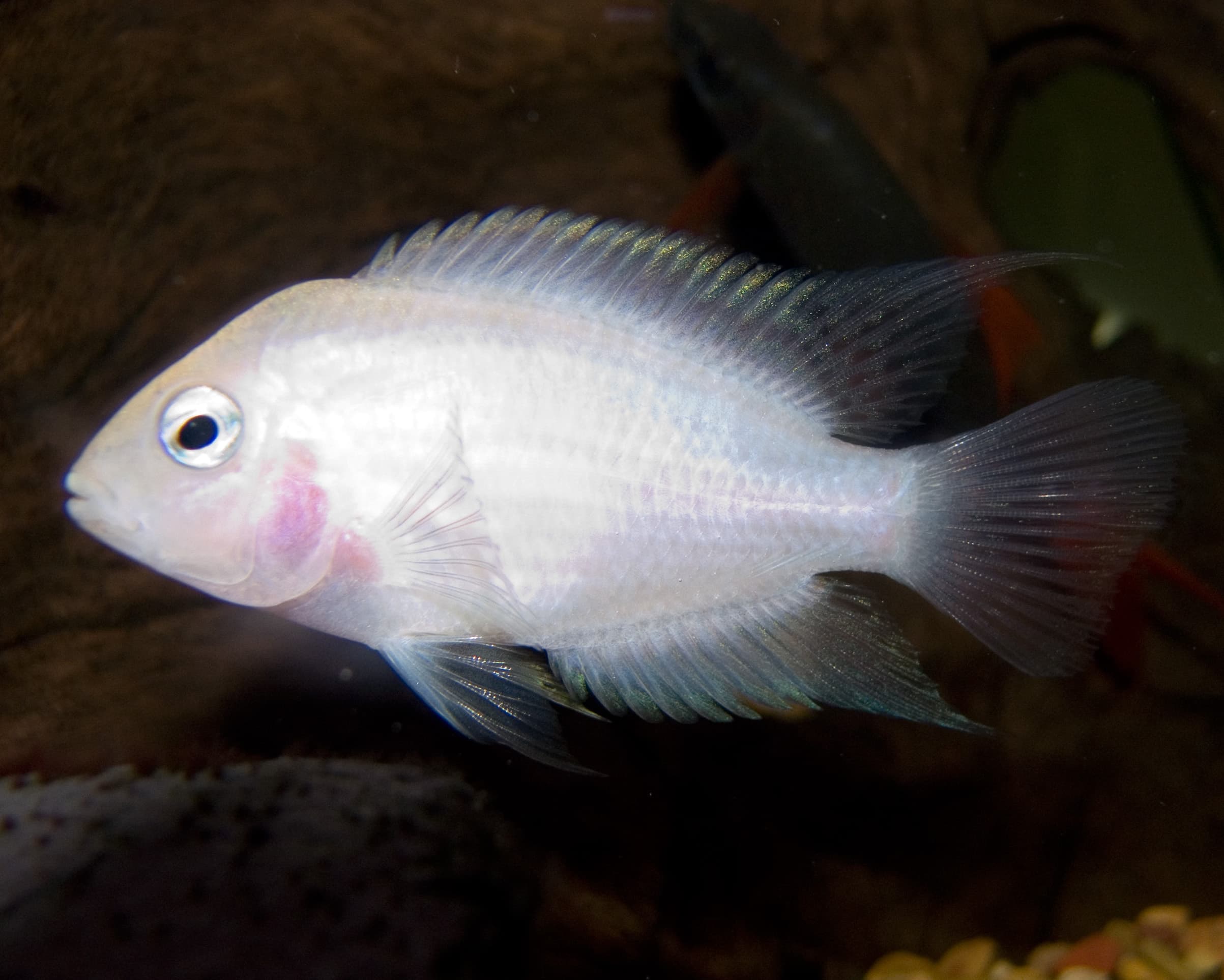 Pink Convict Cichlid