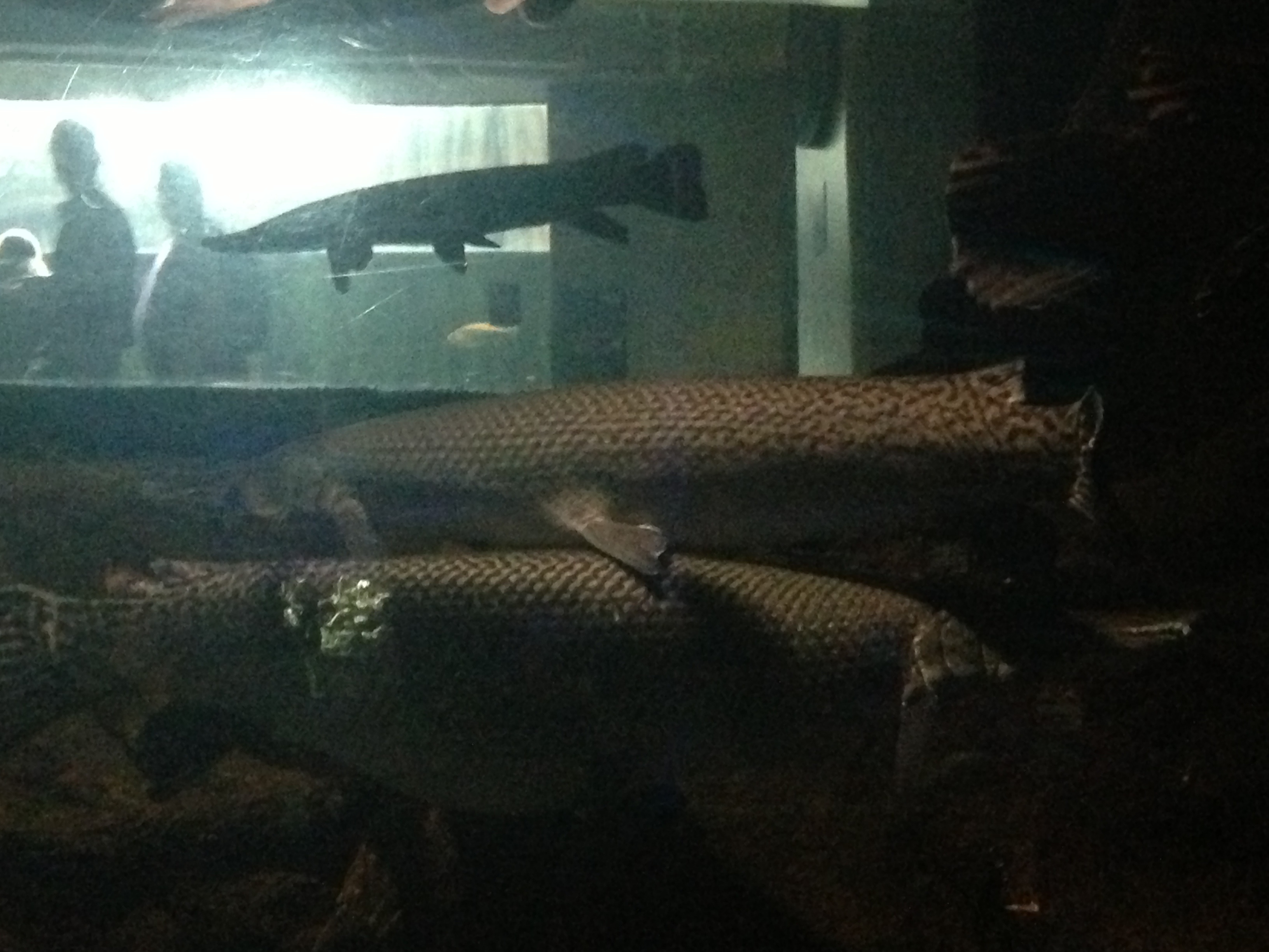 Alligator Gar
