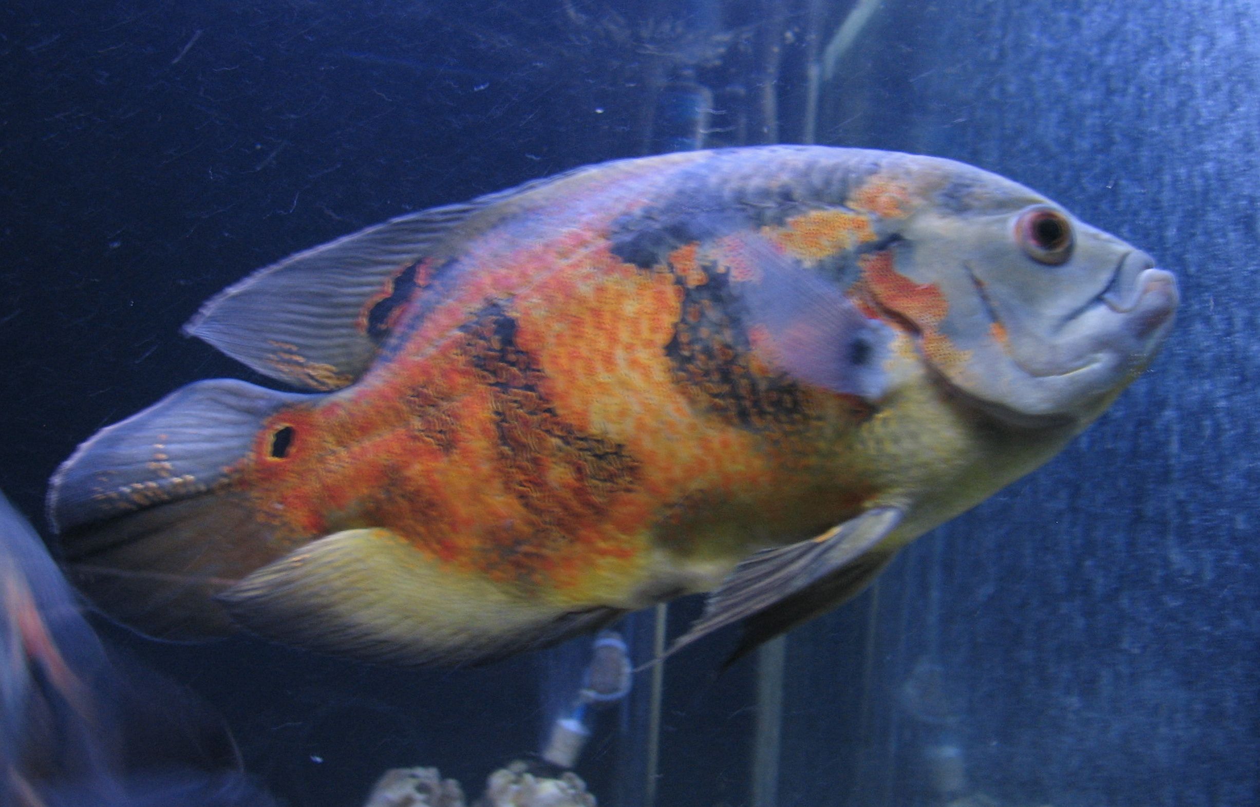 Oscar Cichlid