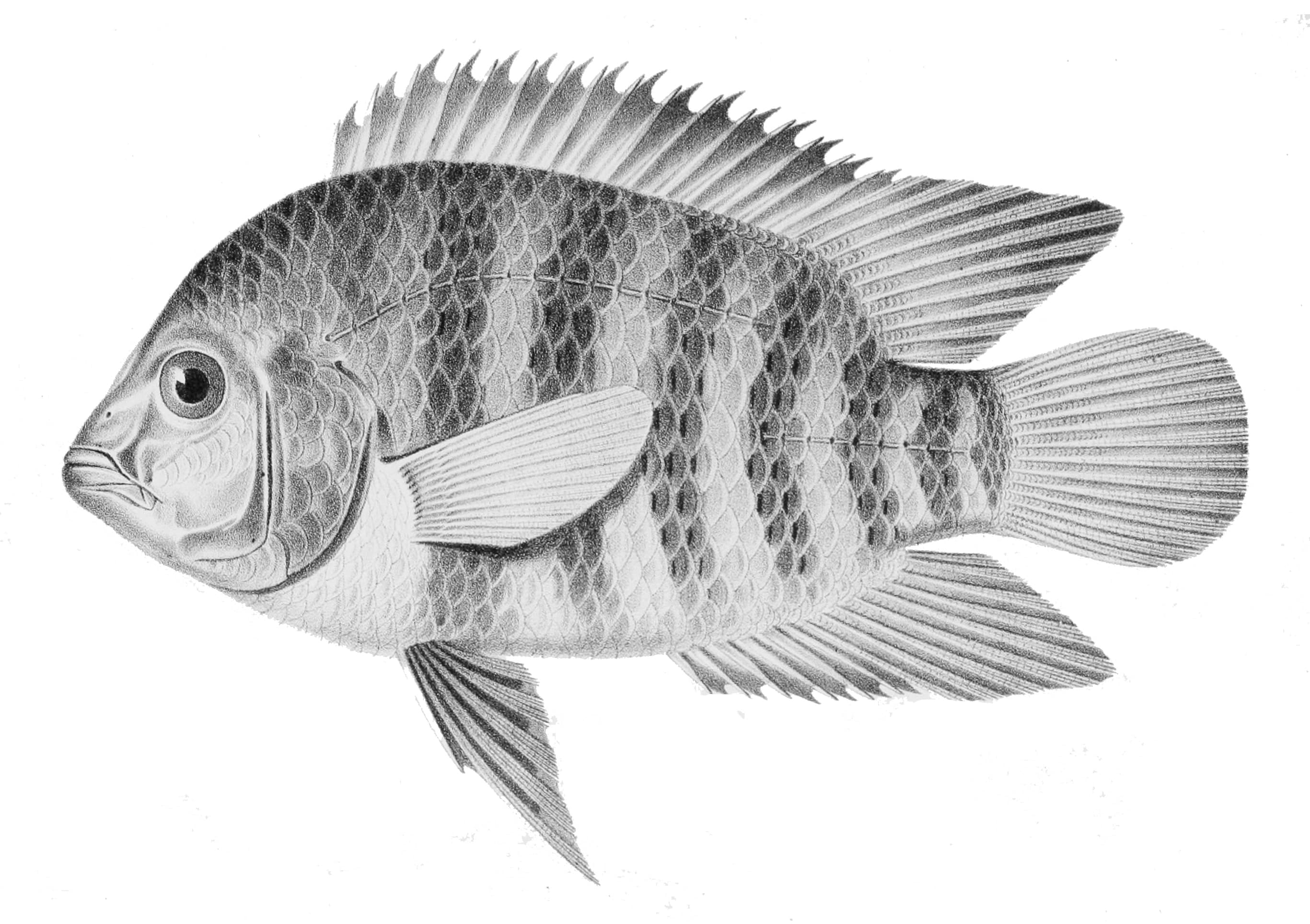 Chanchito Cichlid
