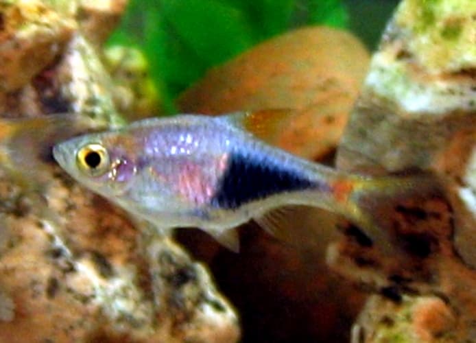 Harlequin Rasbora
