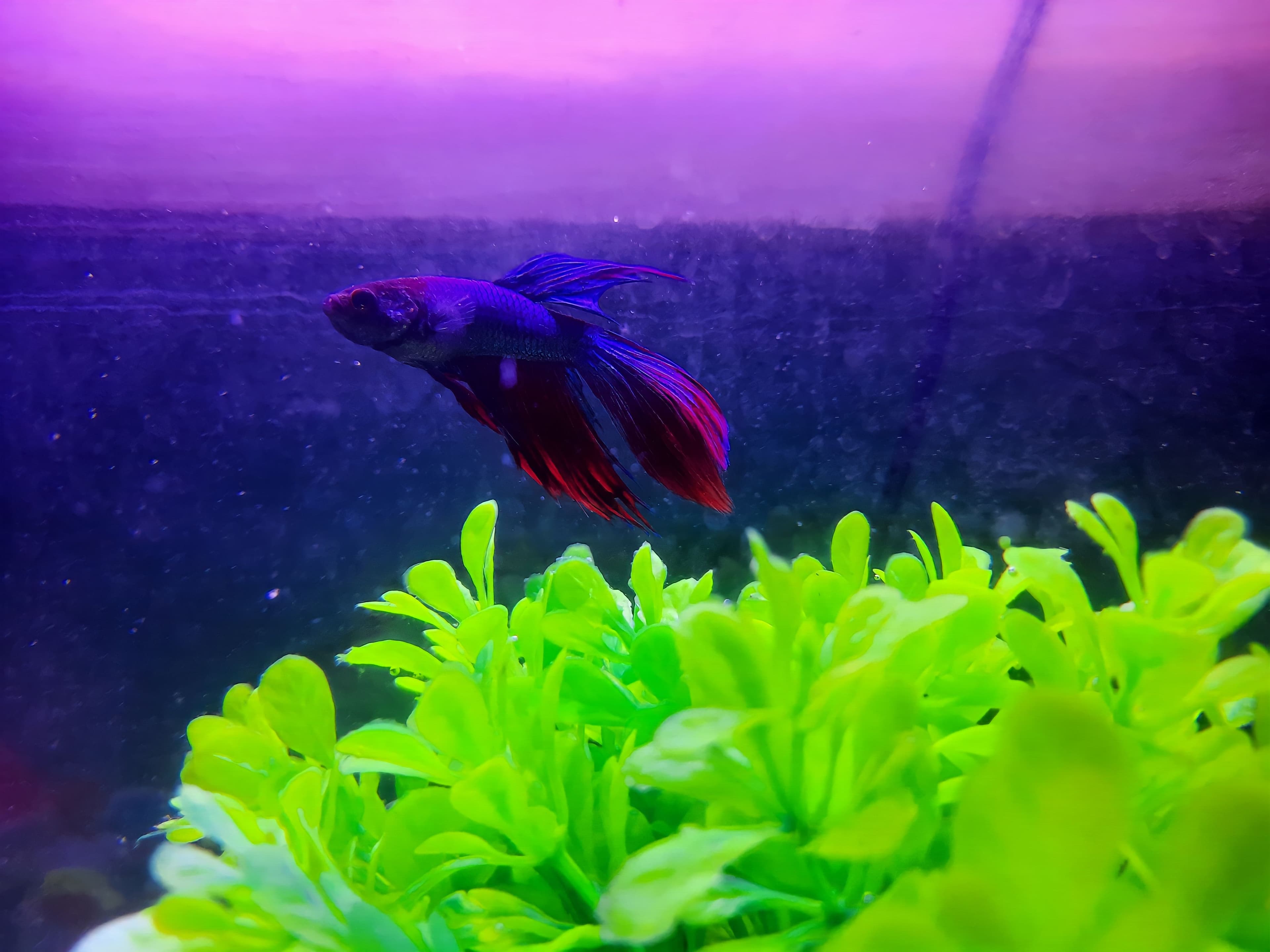Veiltail Betta