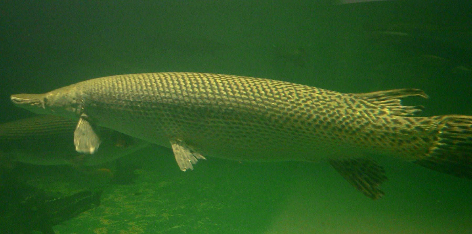 Alligator Gar