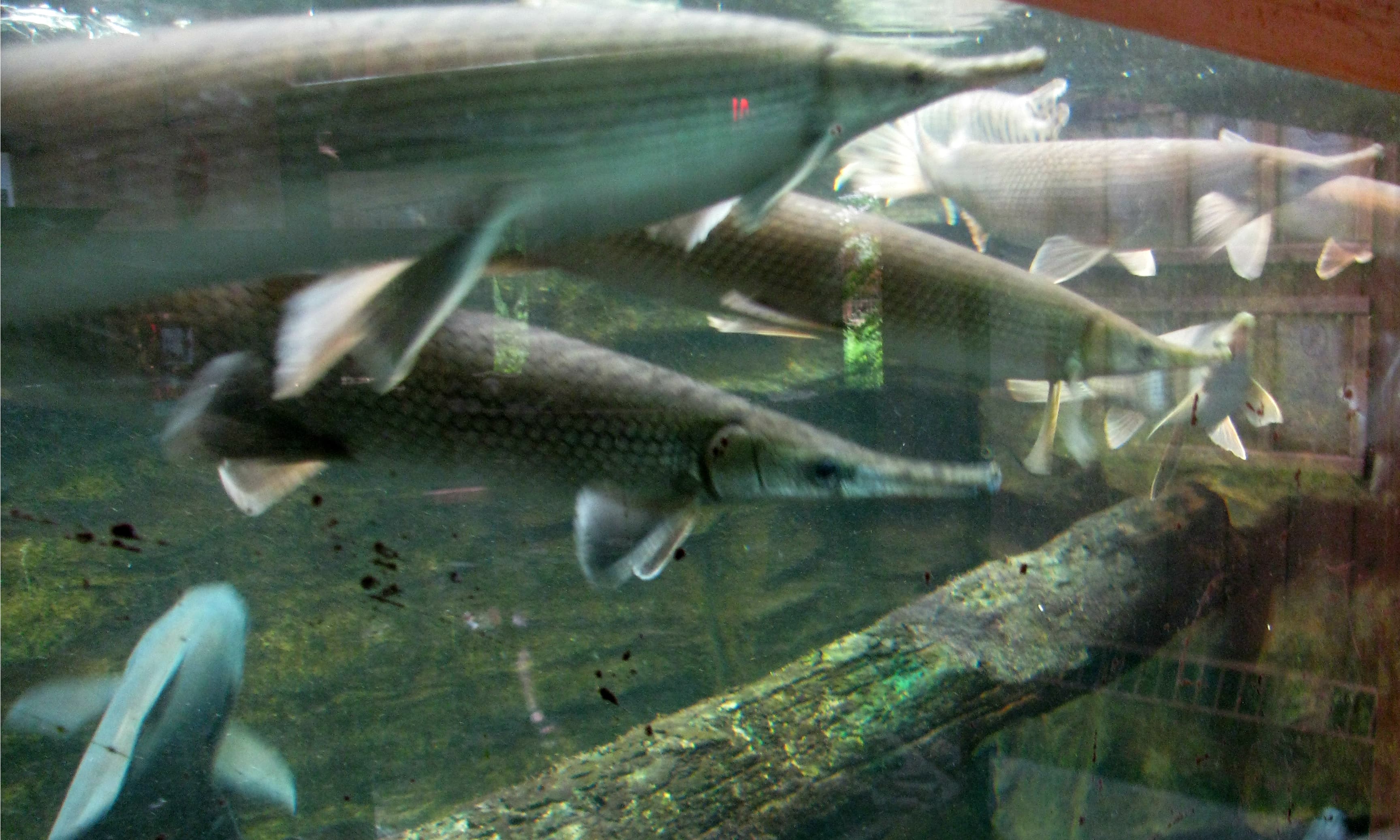 Alligator Gar