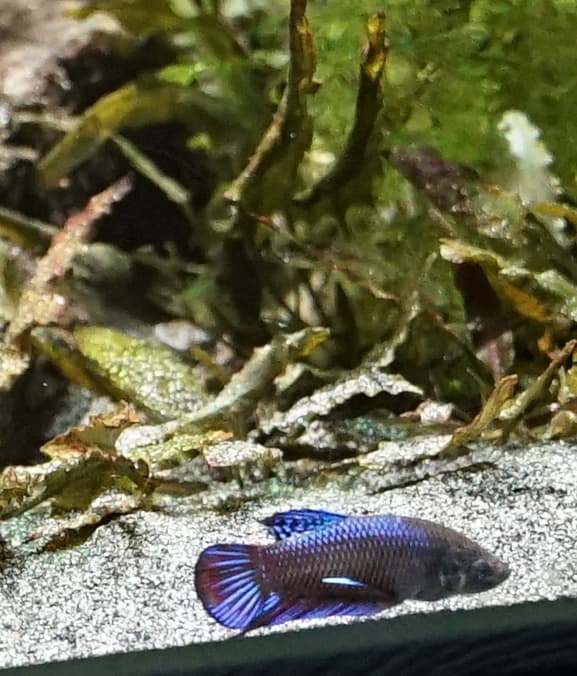 Betta Fish