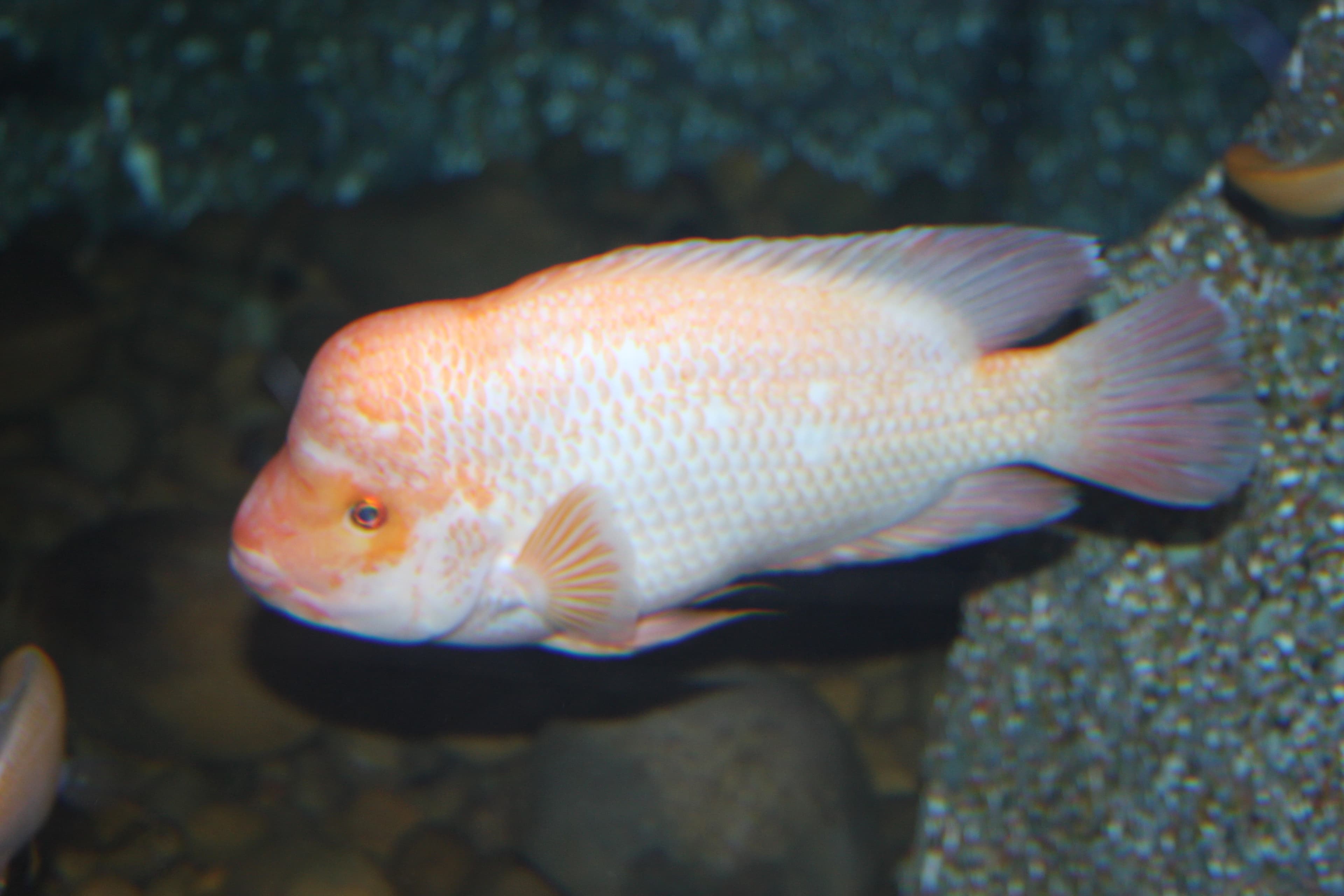 Midas Cichlid