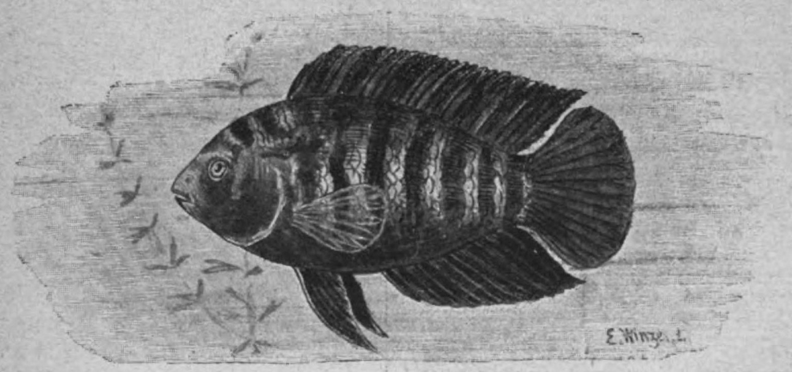 Convict Cichlid