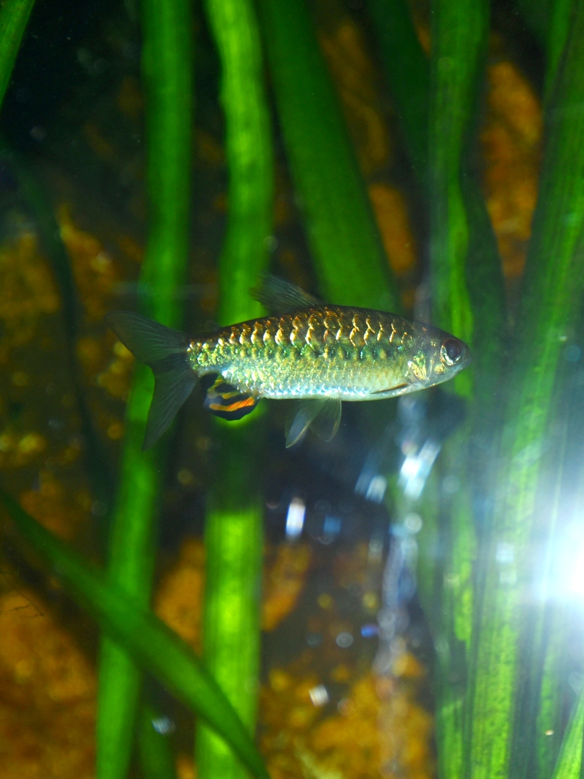 Niger Tetra