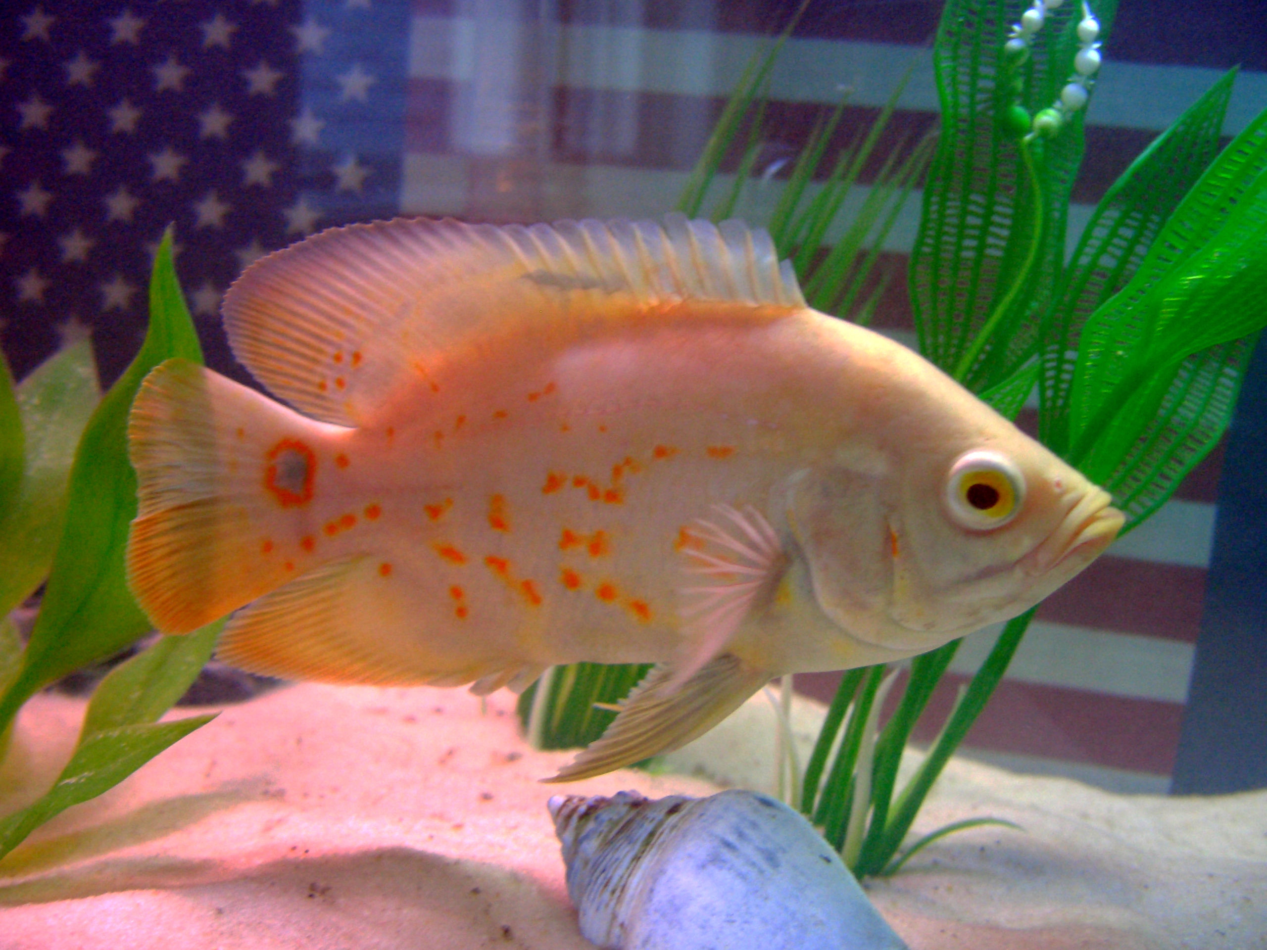 Albino Oscar Cichlid