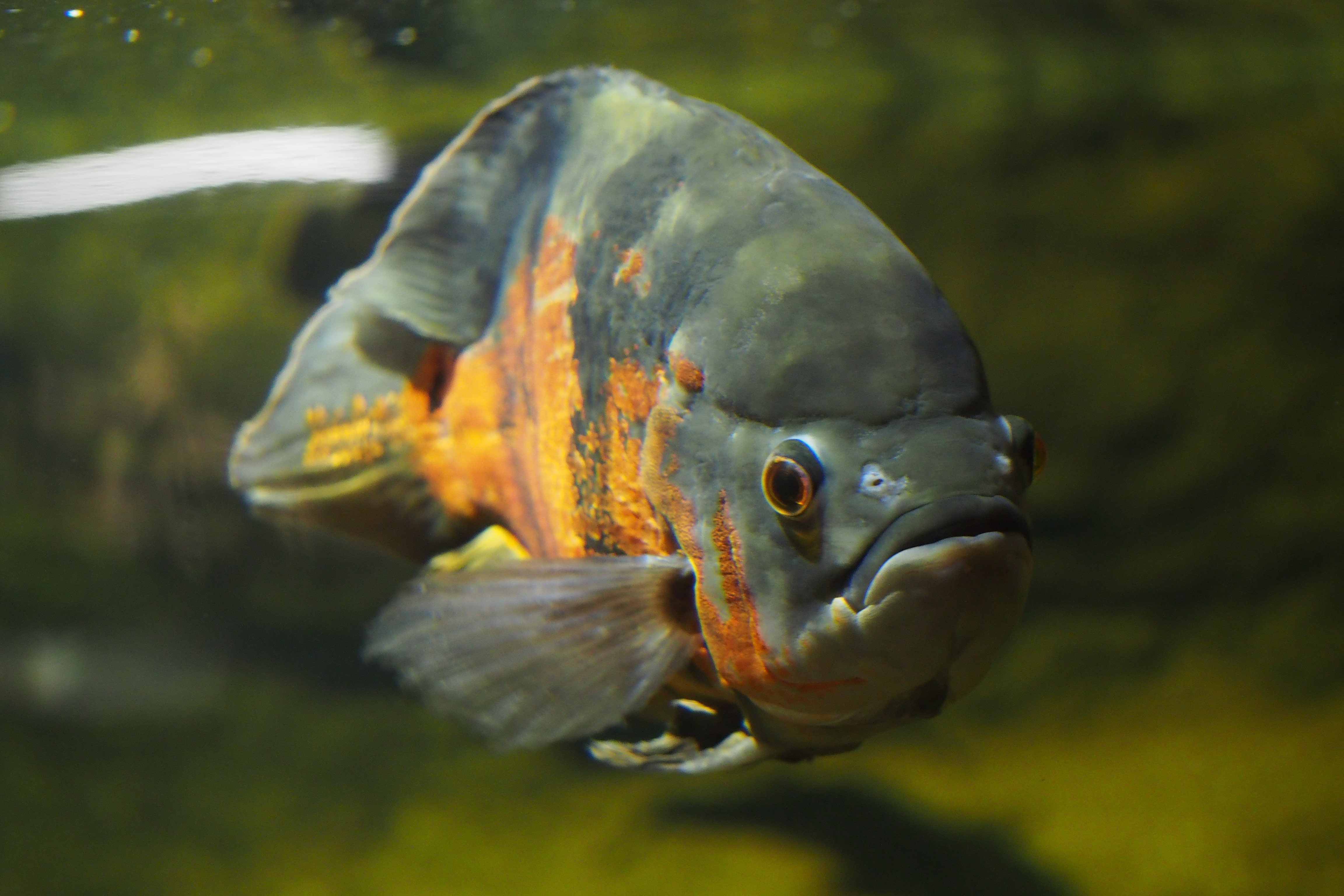 Oscar Cichlid