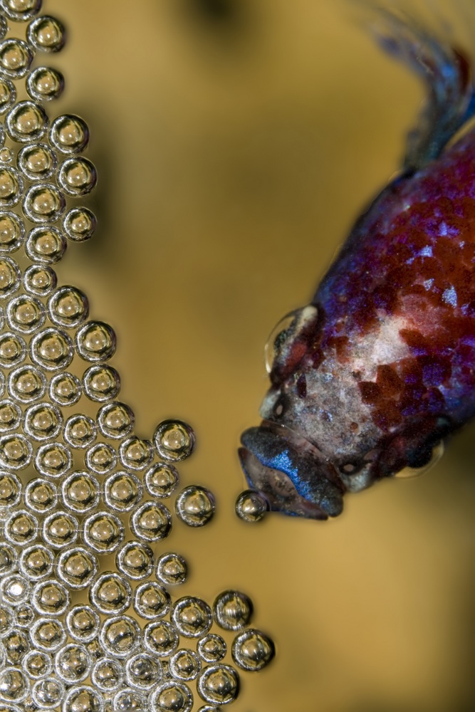 Siamese Fighting Fish