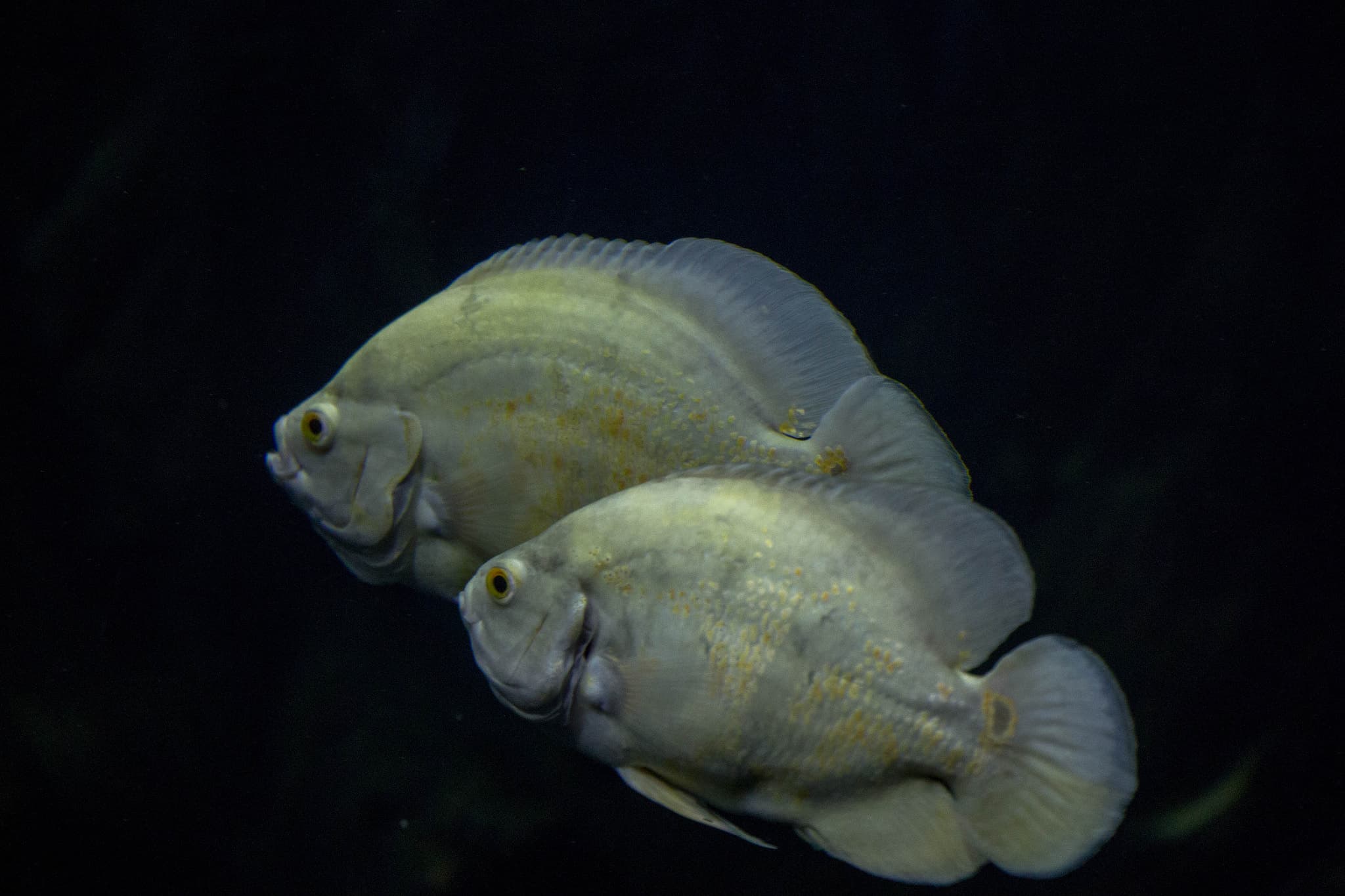 Oscar Cichlid