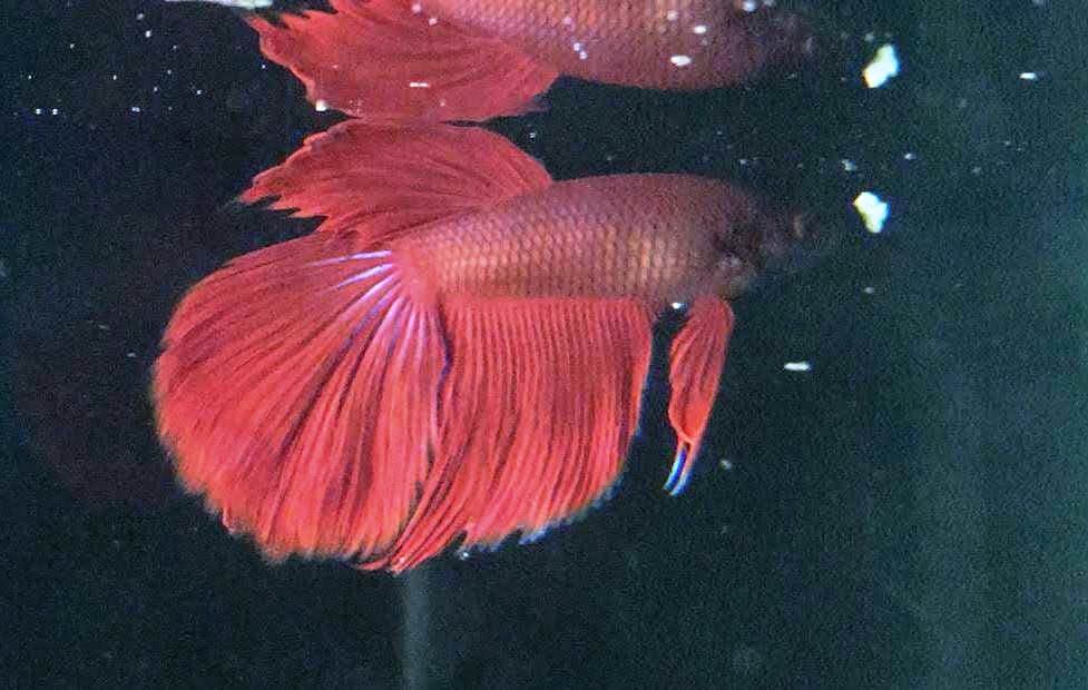 Betta Fish