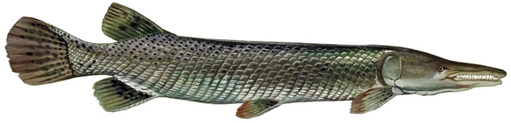 Alligator Gar