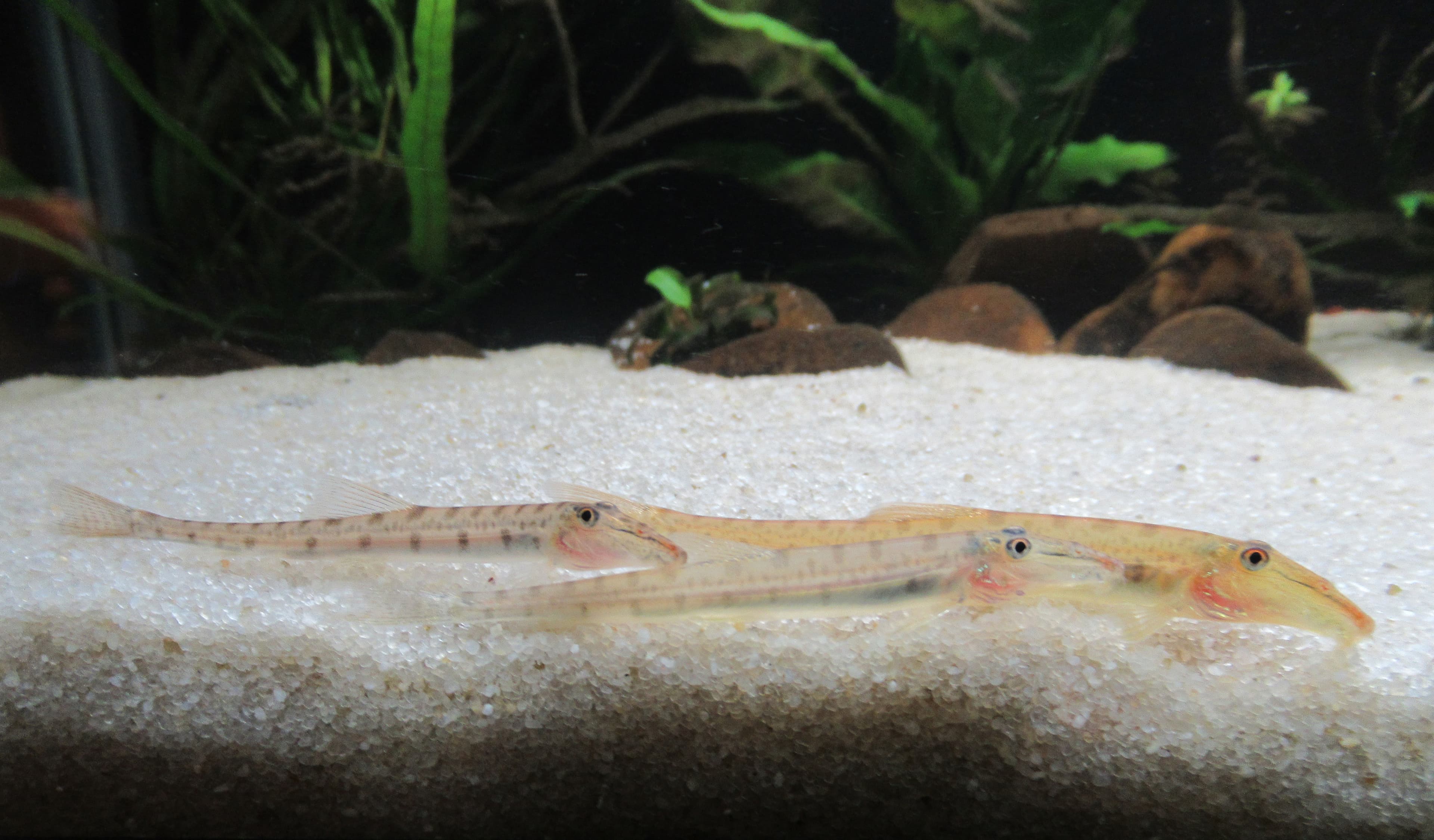 Horseface Loach