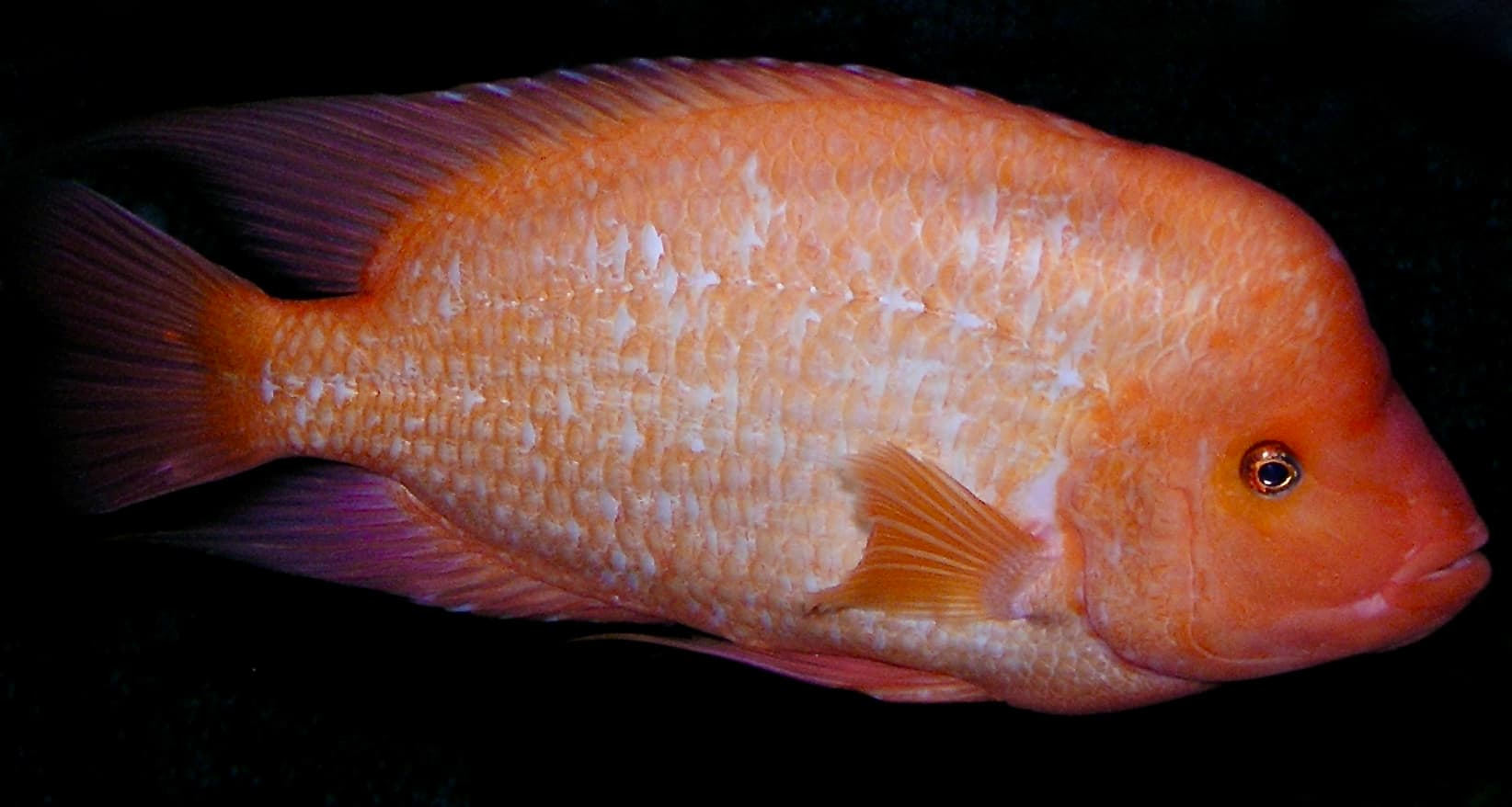 Midas Cichlid