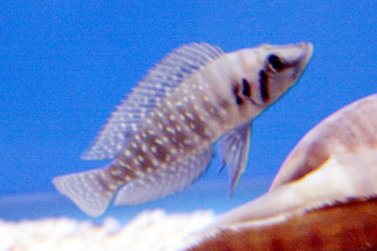 Calvus Cichlid