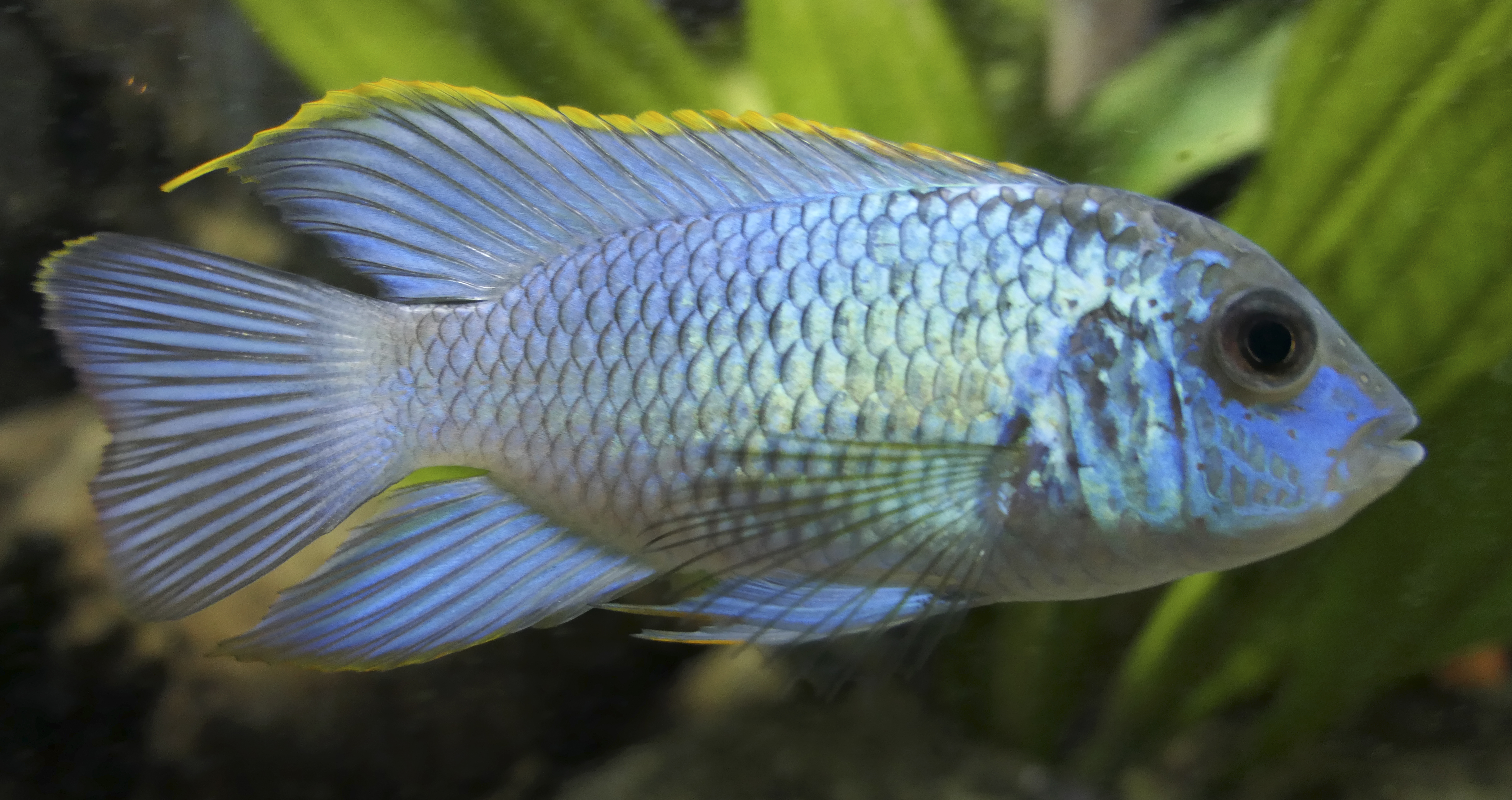 Blue Acara (Neonblue)