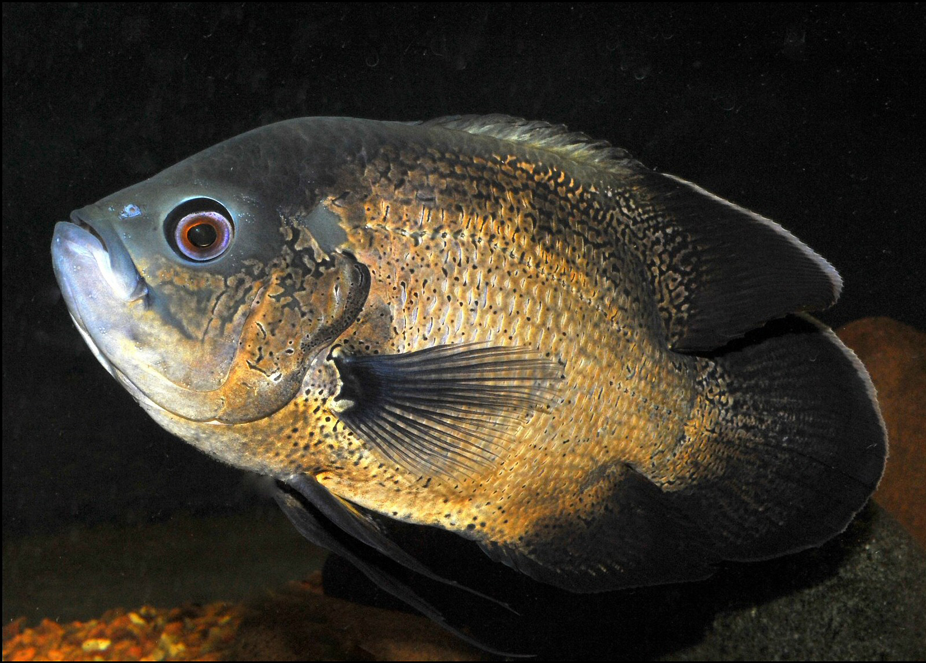 Oscar Cichlid
