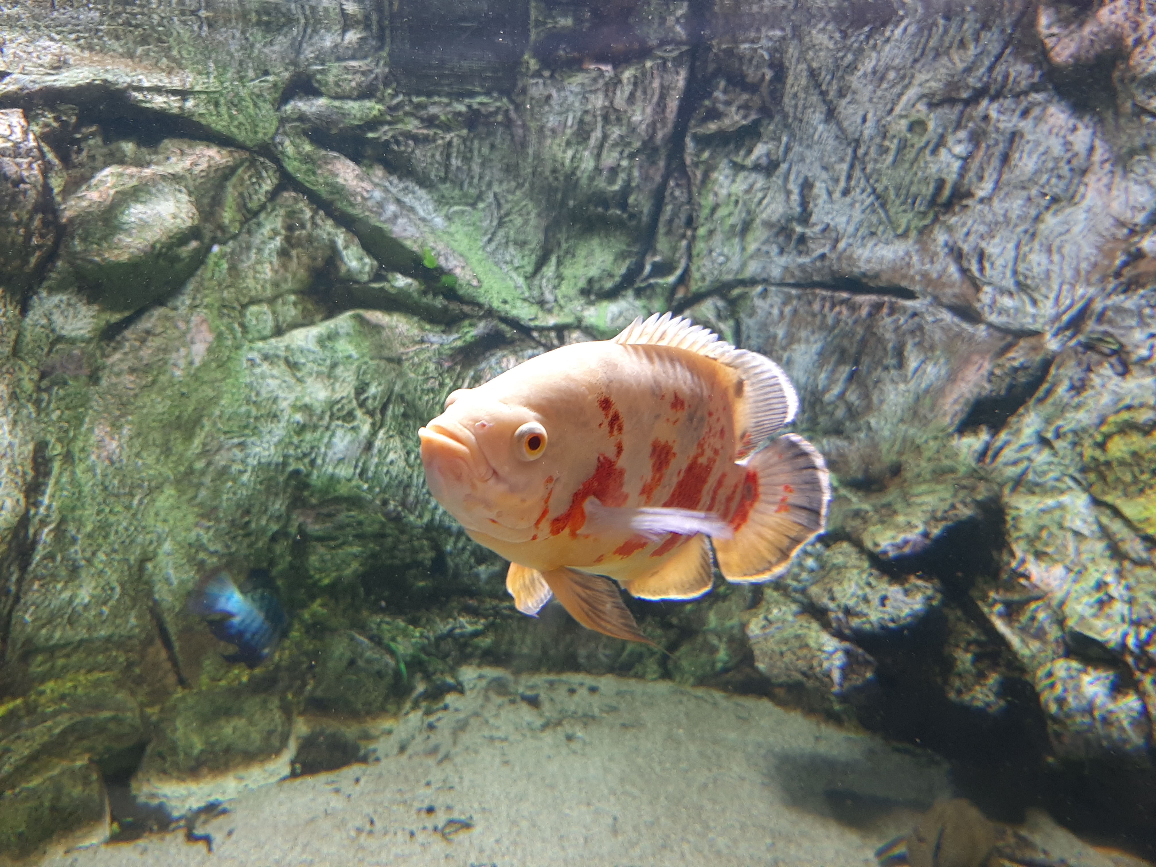 Red Oscar Cichlid