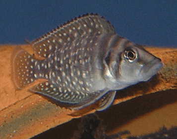 Calvus Cichlid