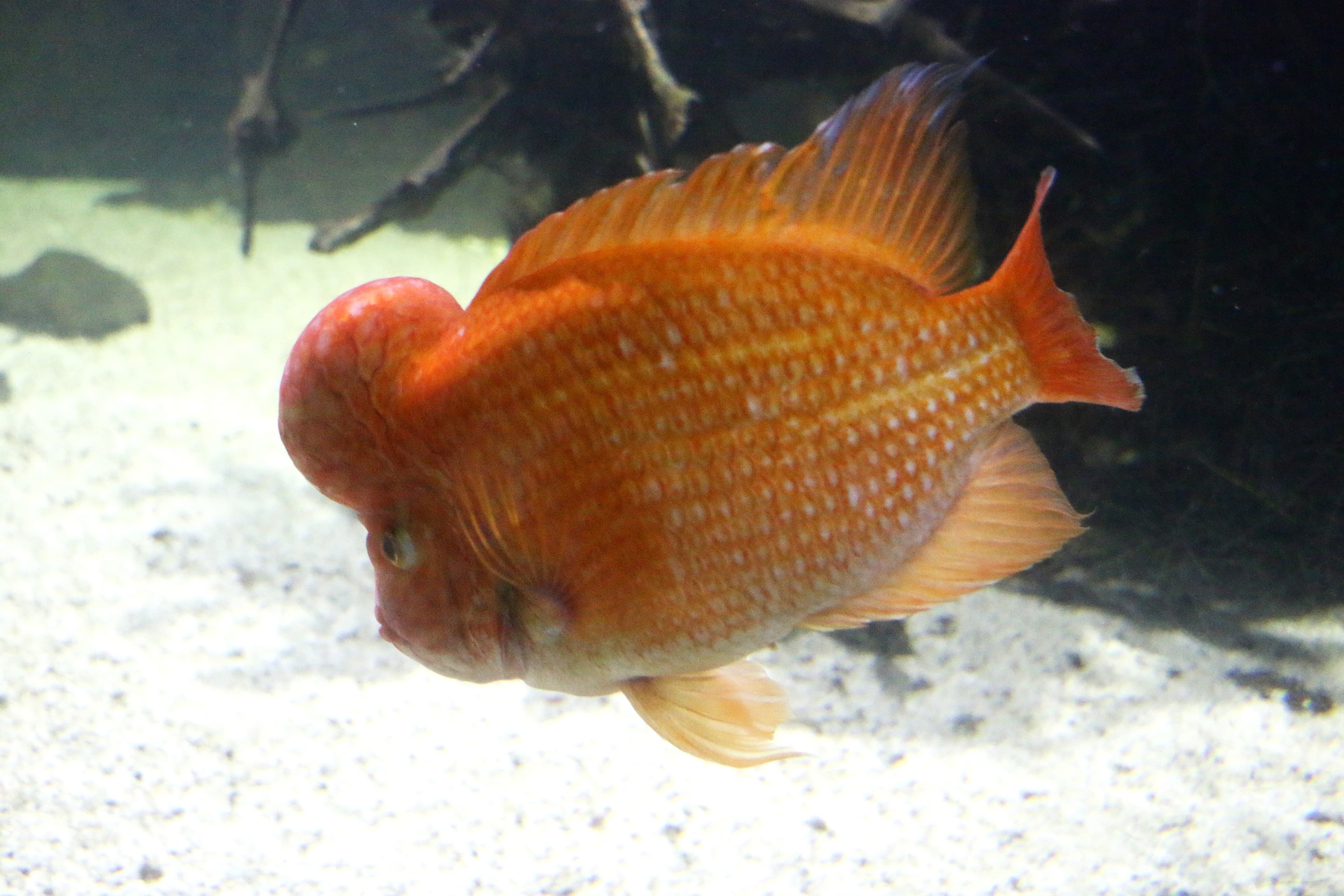 Midas Cichlid