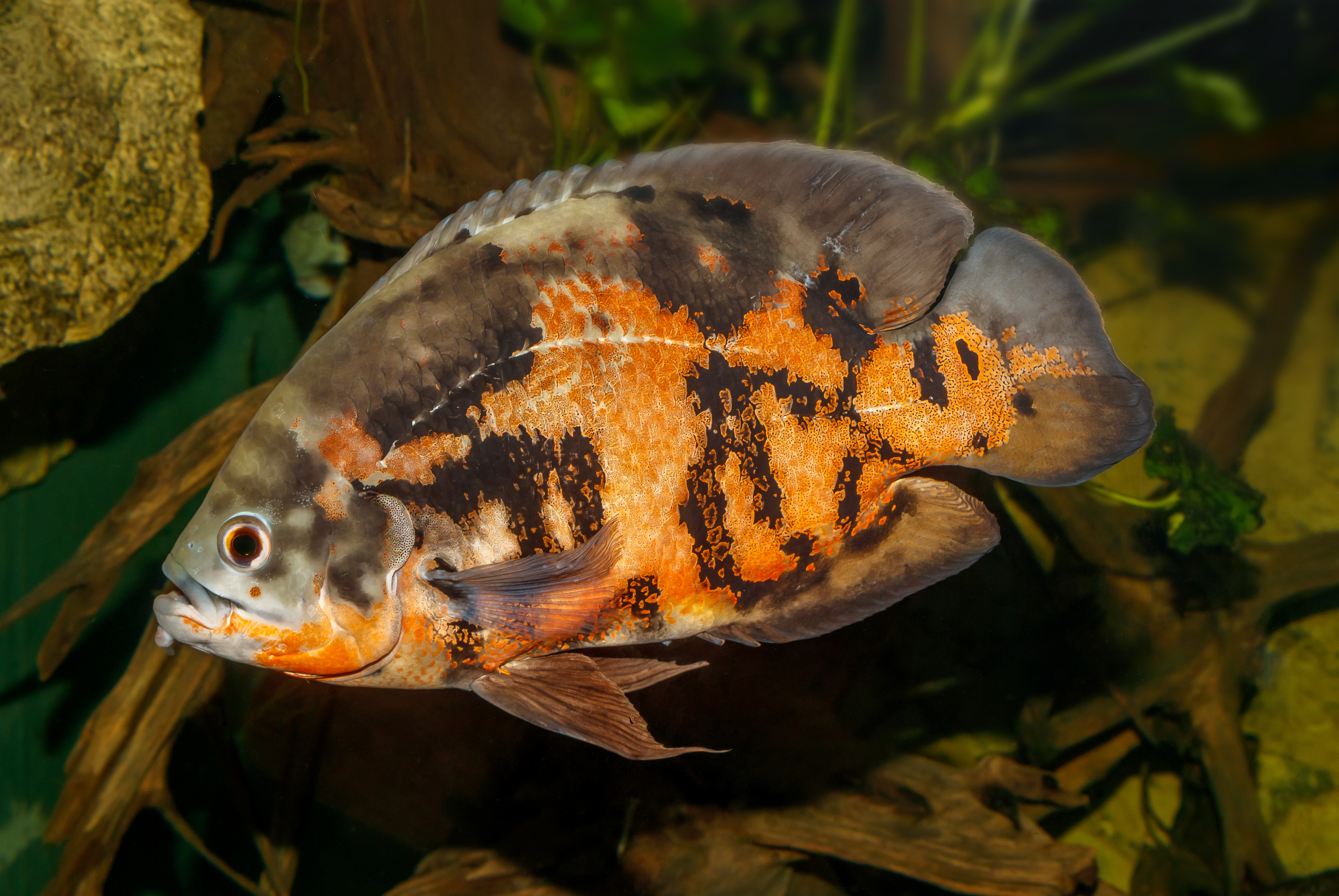 Oscar Cichlid
