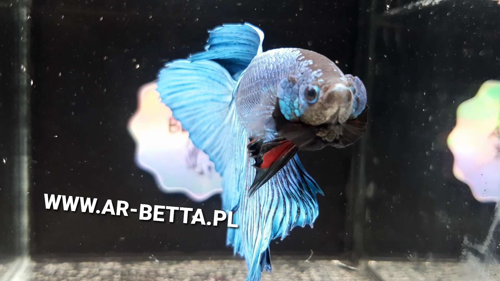Betta Fish