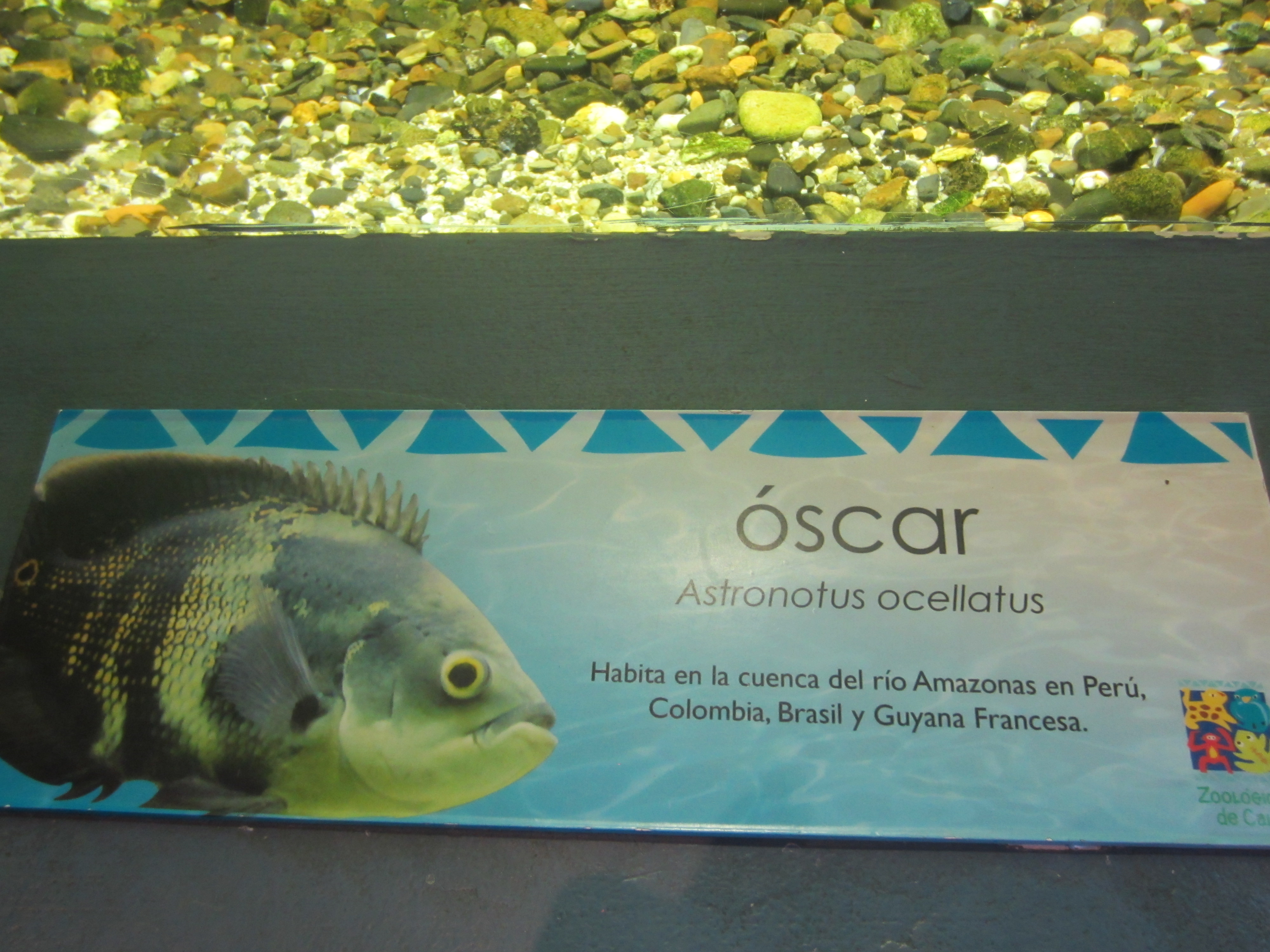 Oscar Cichlid
