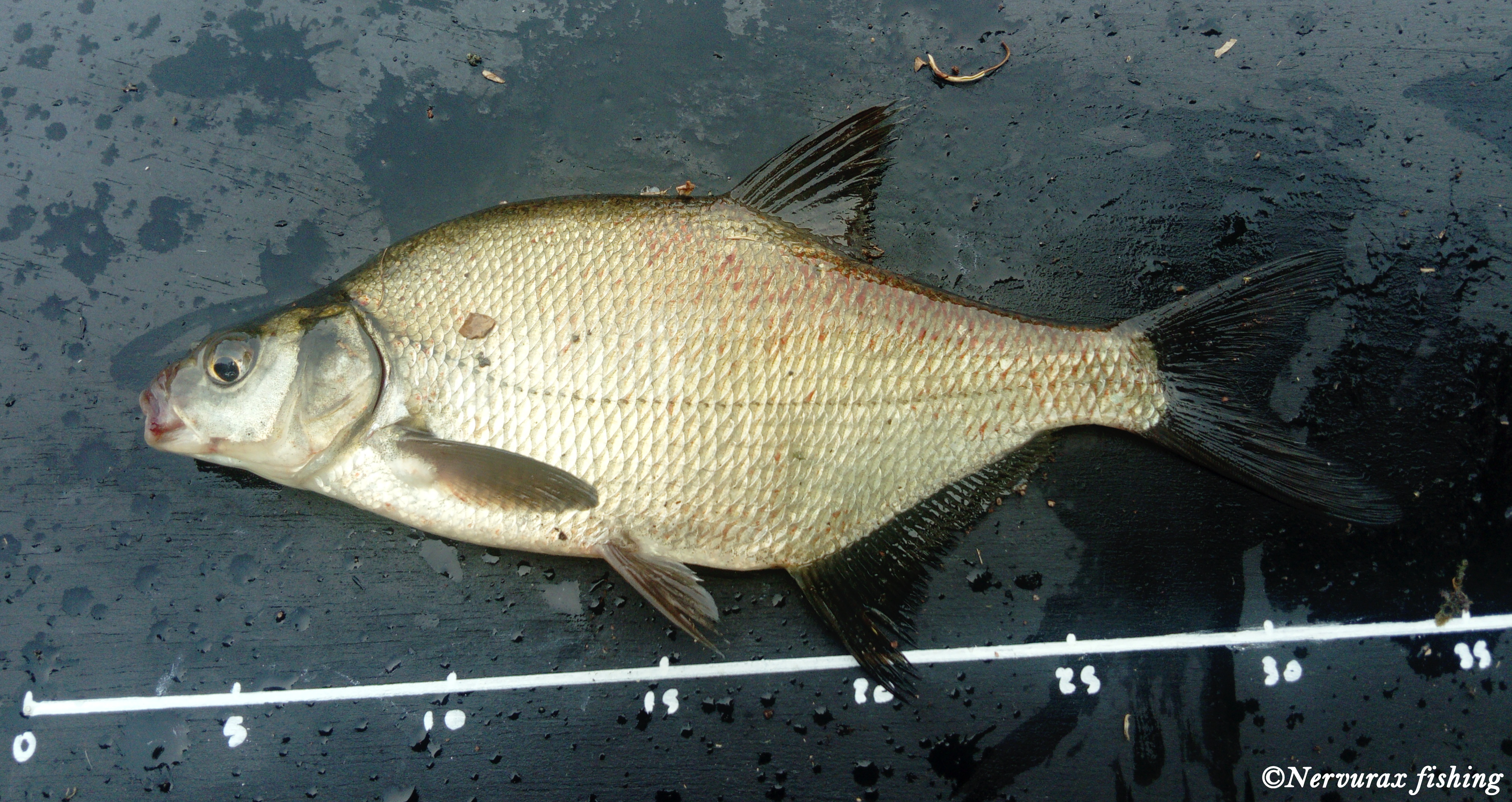 Common Bream