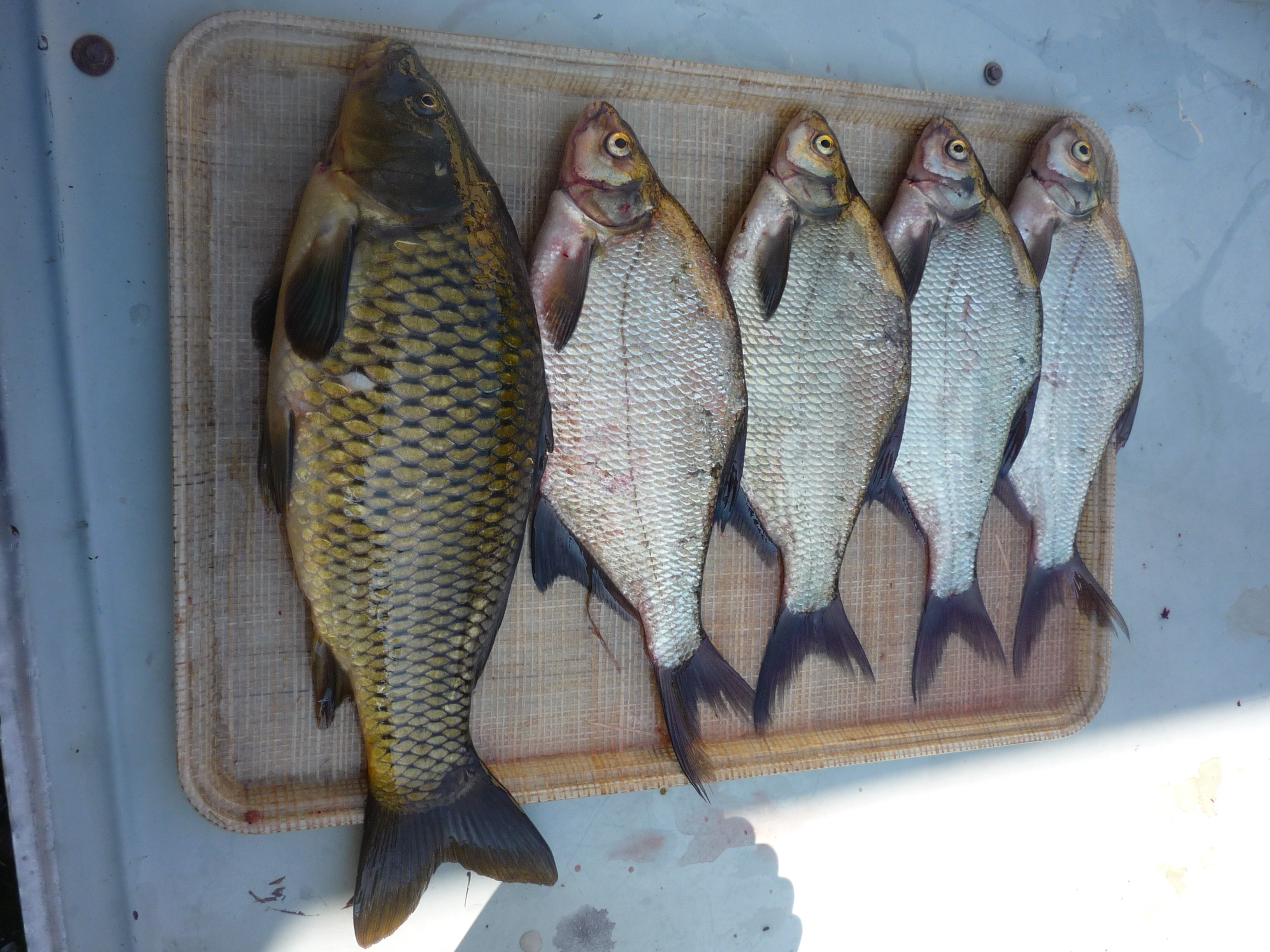 Common Carp