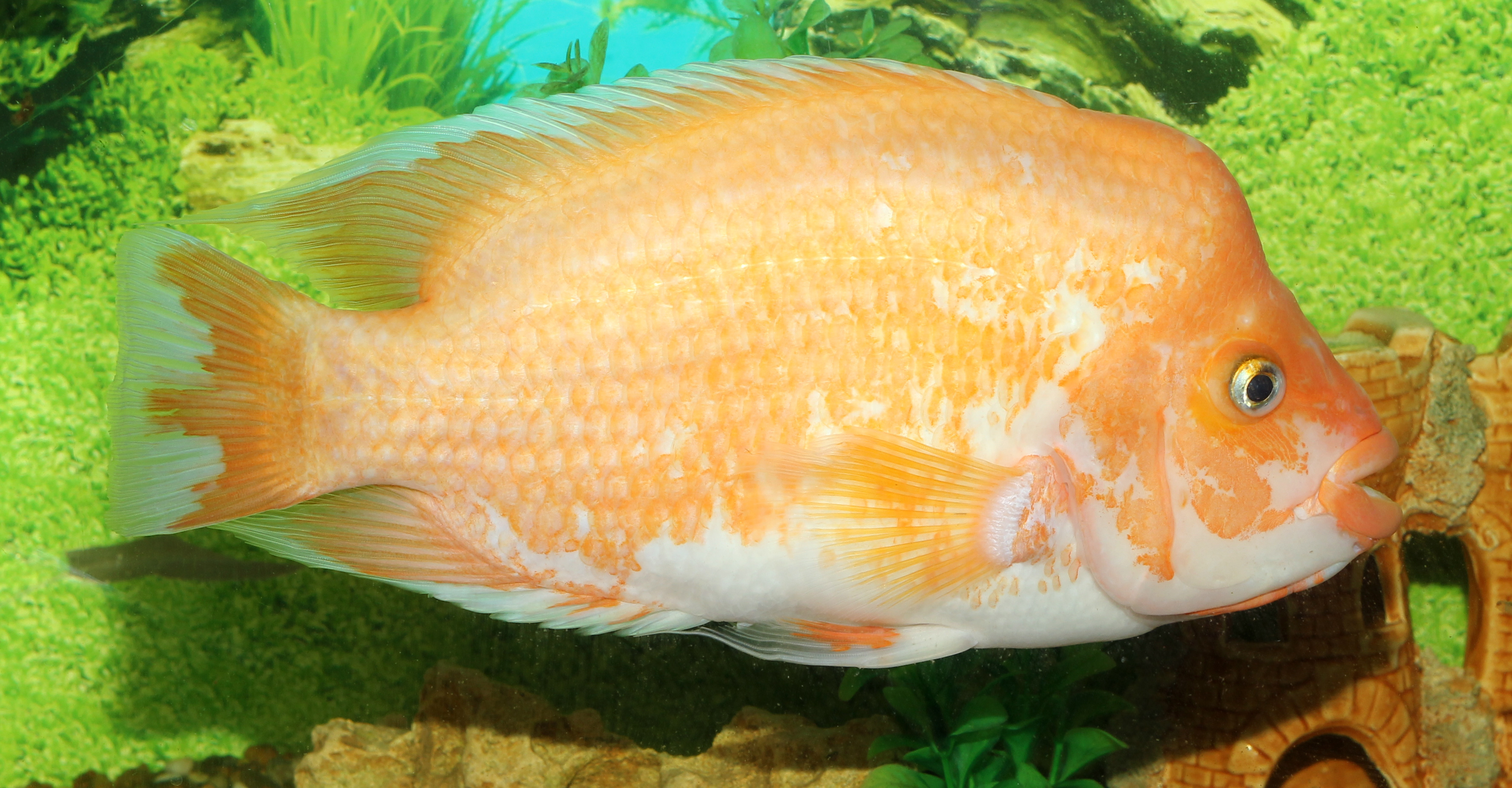 Midas Cichlid