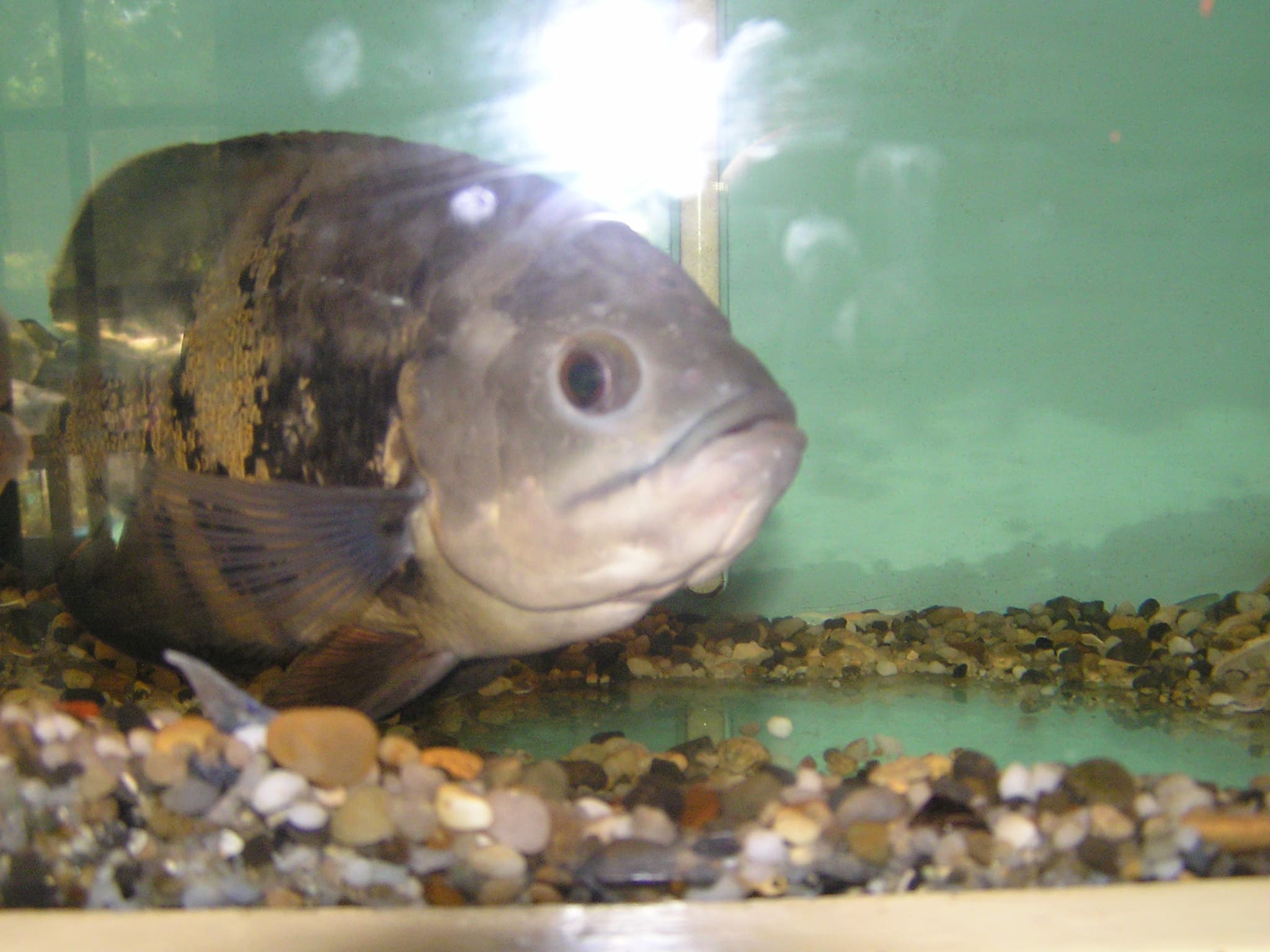Oscar Cichlid
