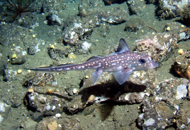 Chimaera (Ghost Shark)