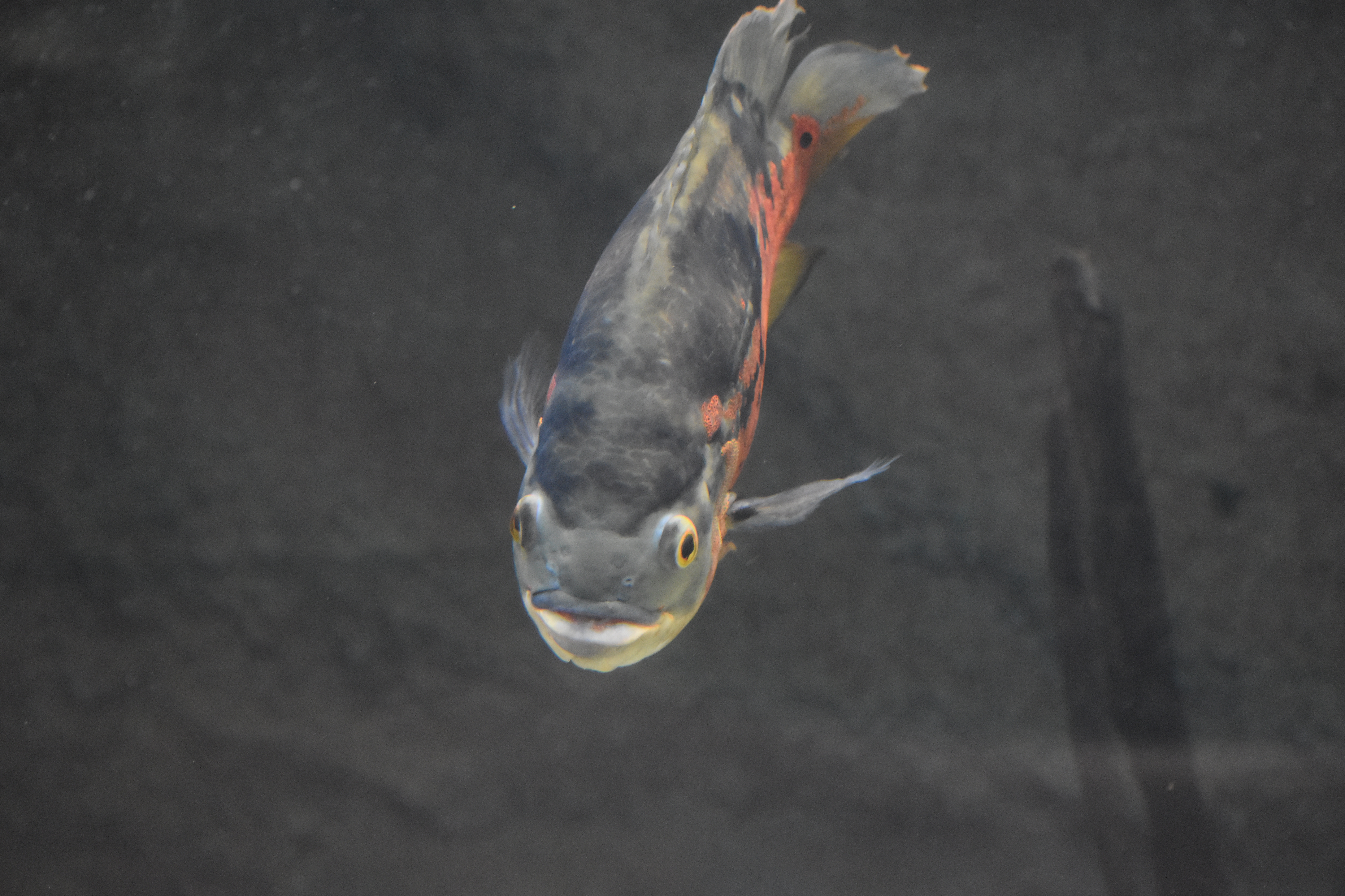 Oscar Cichlid