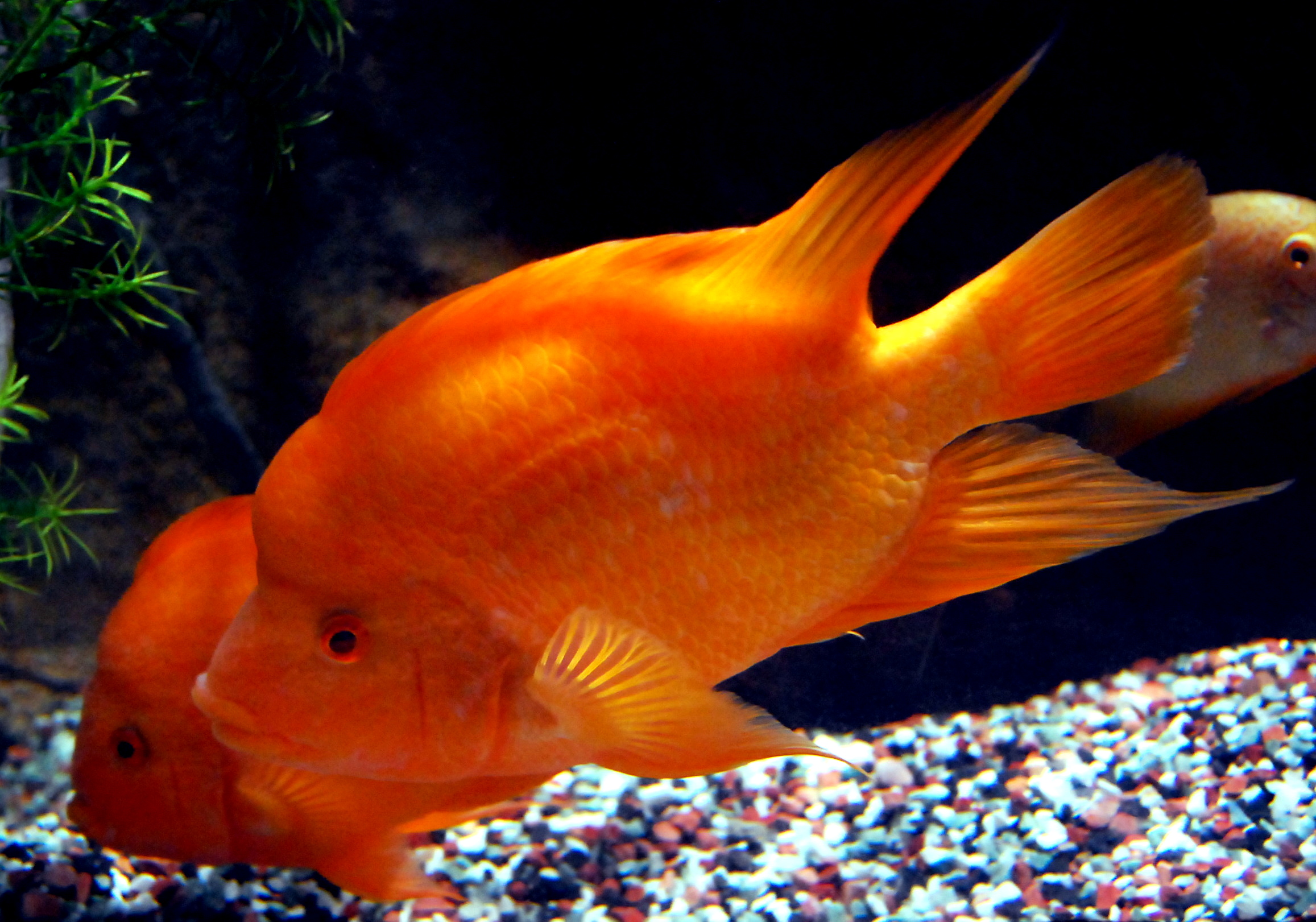 Blood Parrot Cichlid