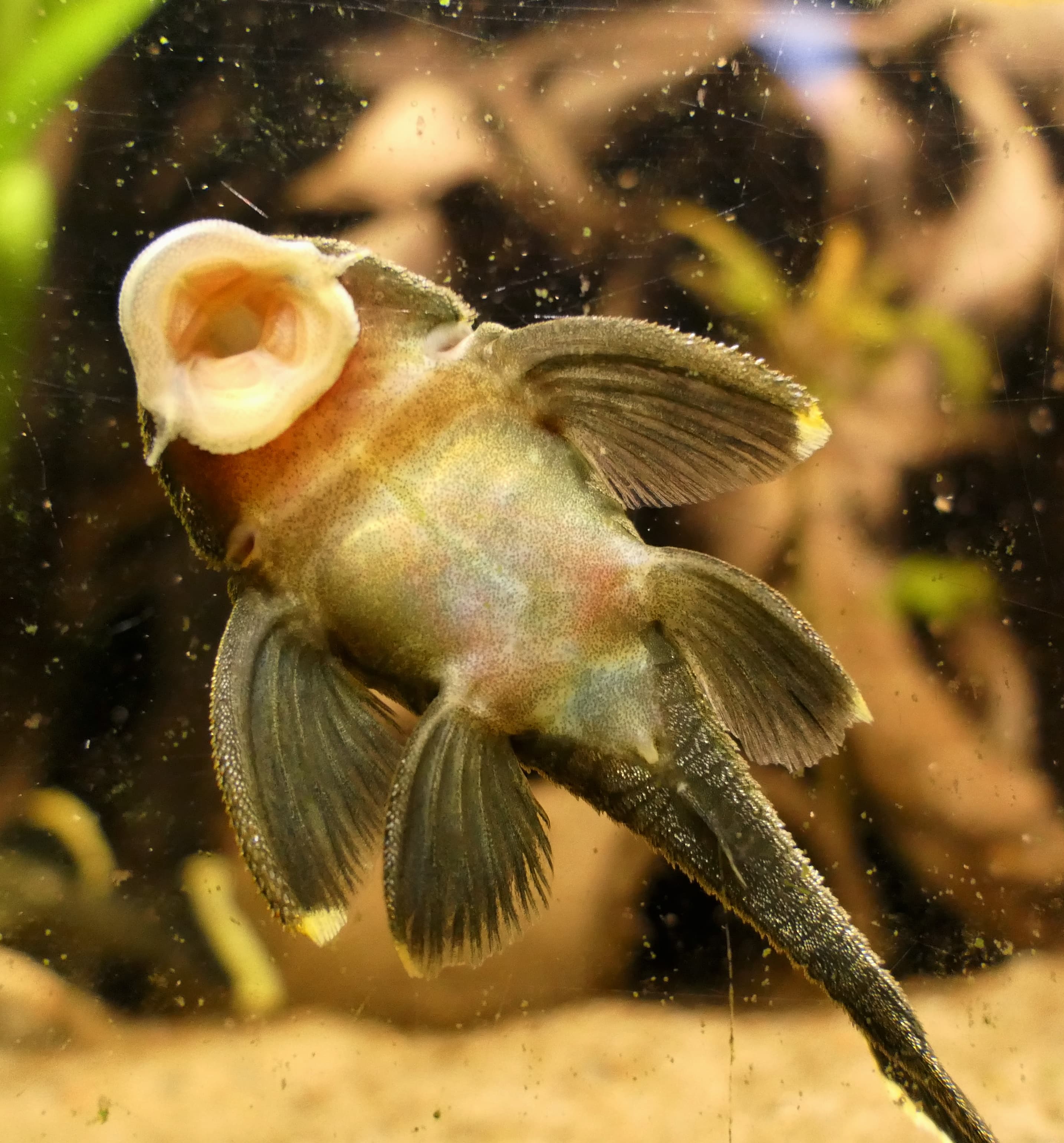 Magnum Orangeseam Pleco